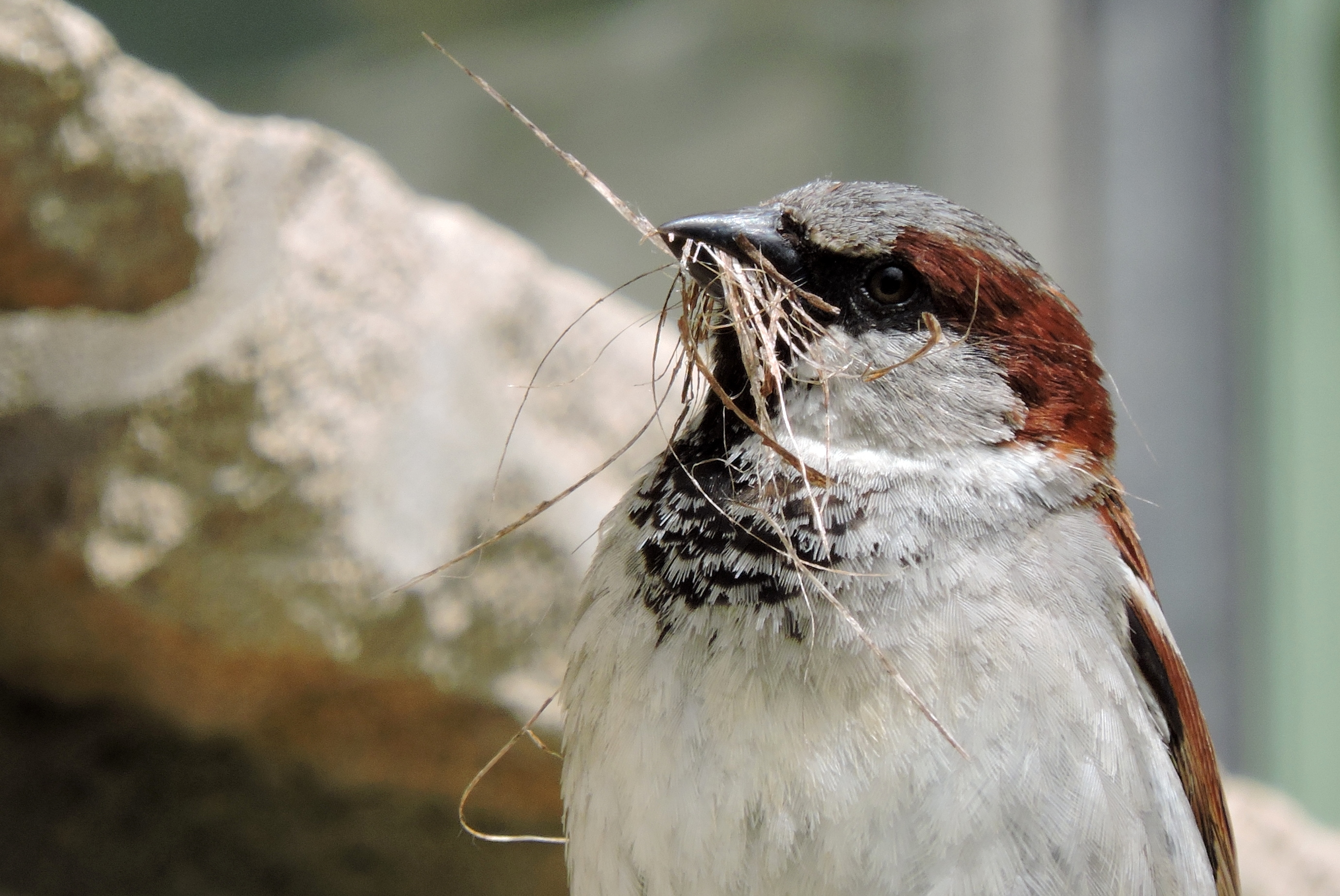 Niet met lege snavel thuiskomen!