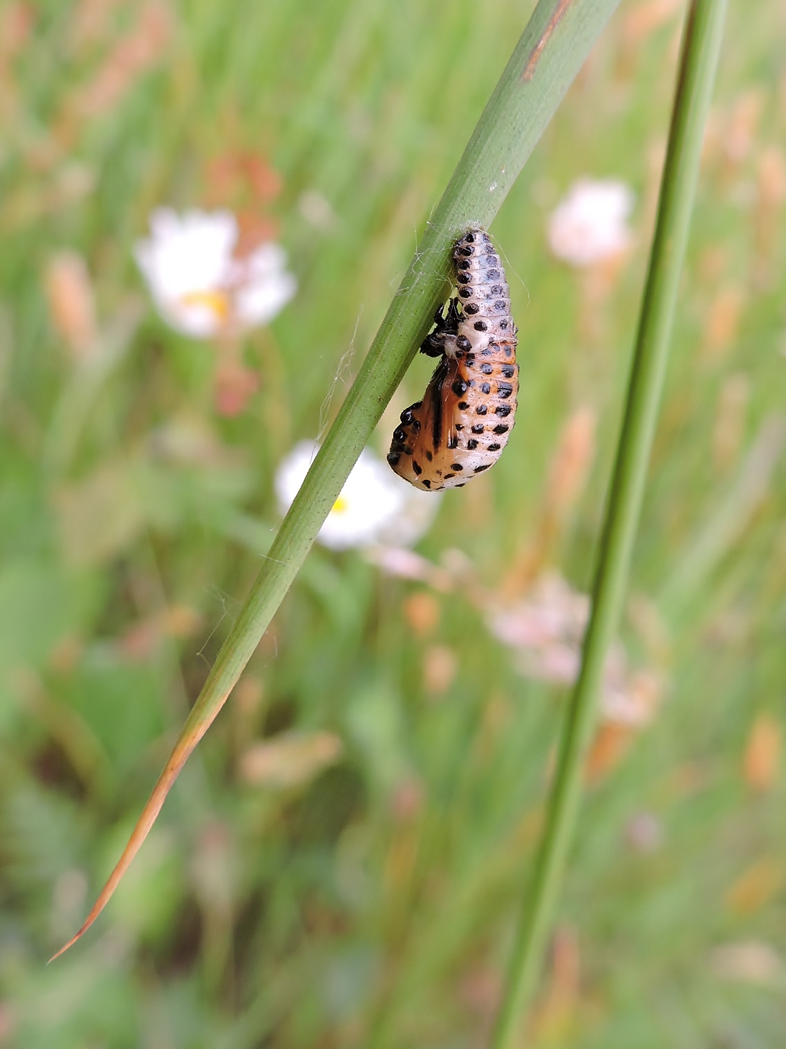 Groot populierenhaantje