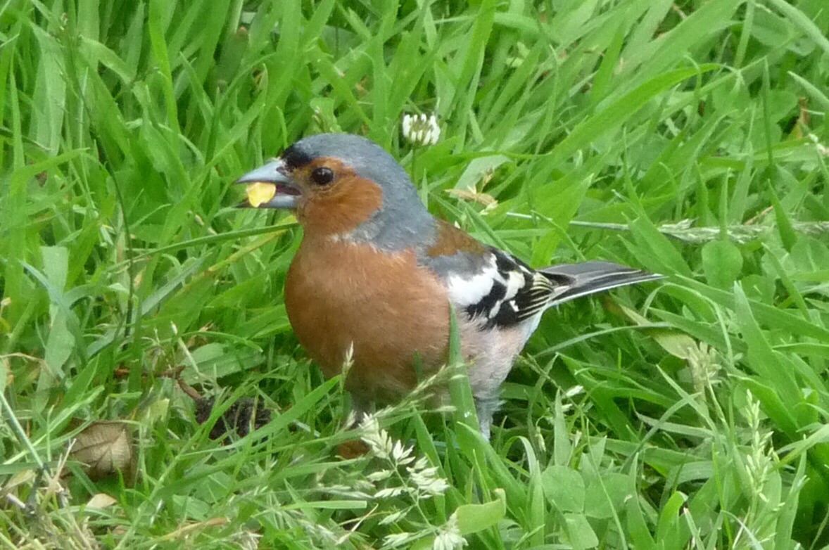 Vink