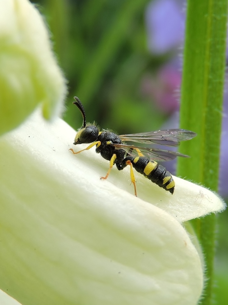 Gewone graafbijendoder