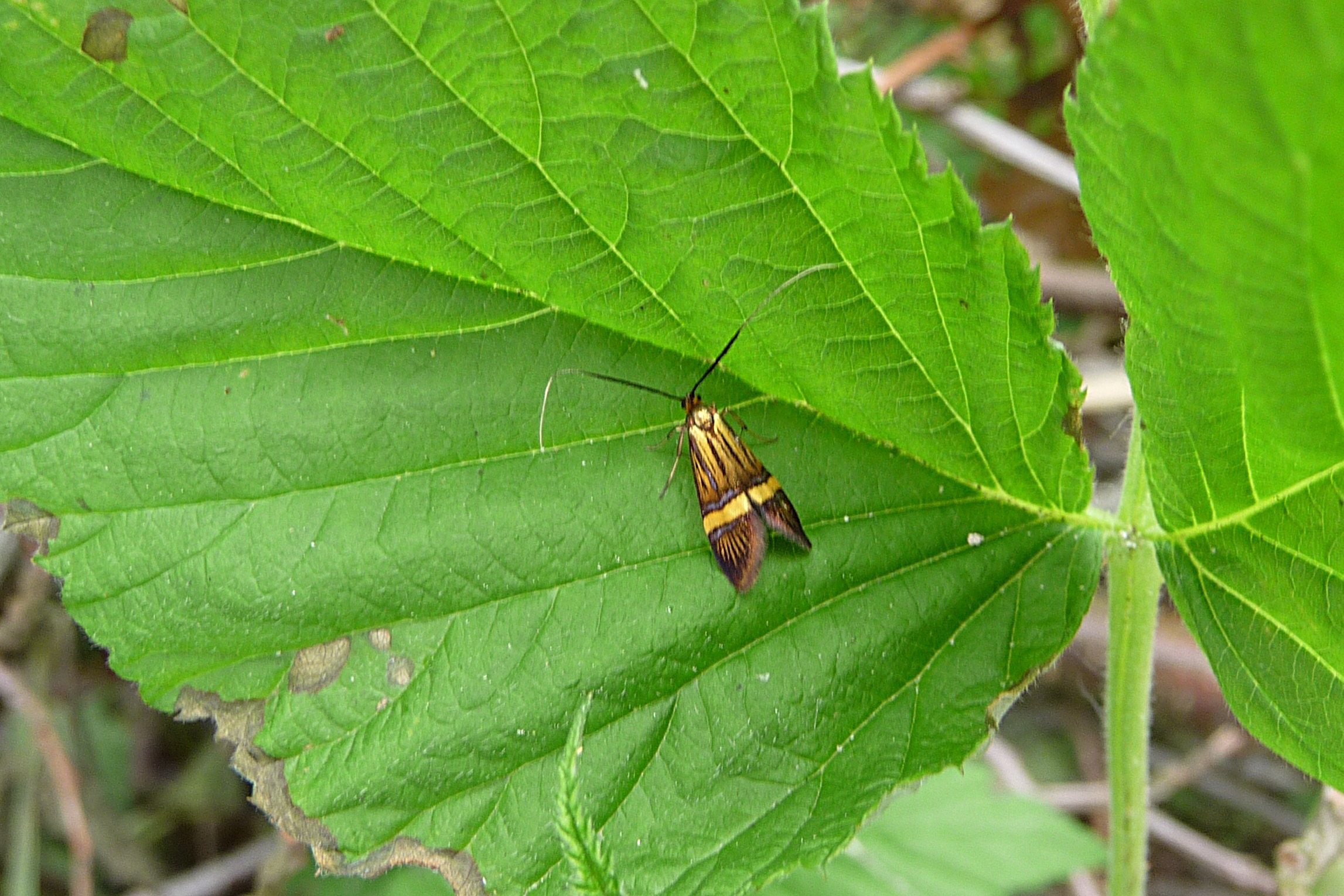Geelbandlangsprietmot
