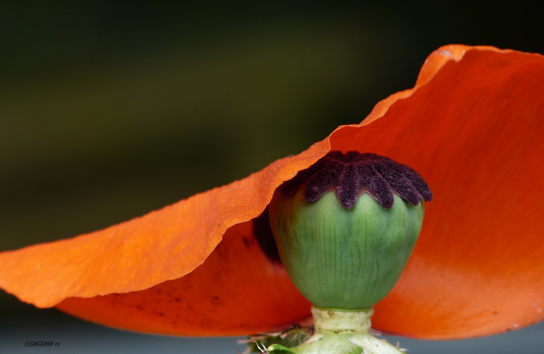 Red Hat