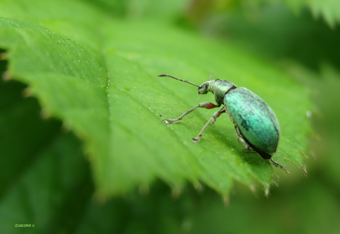 Groene snuitkever