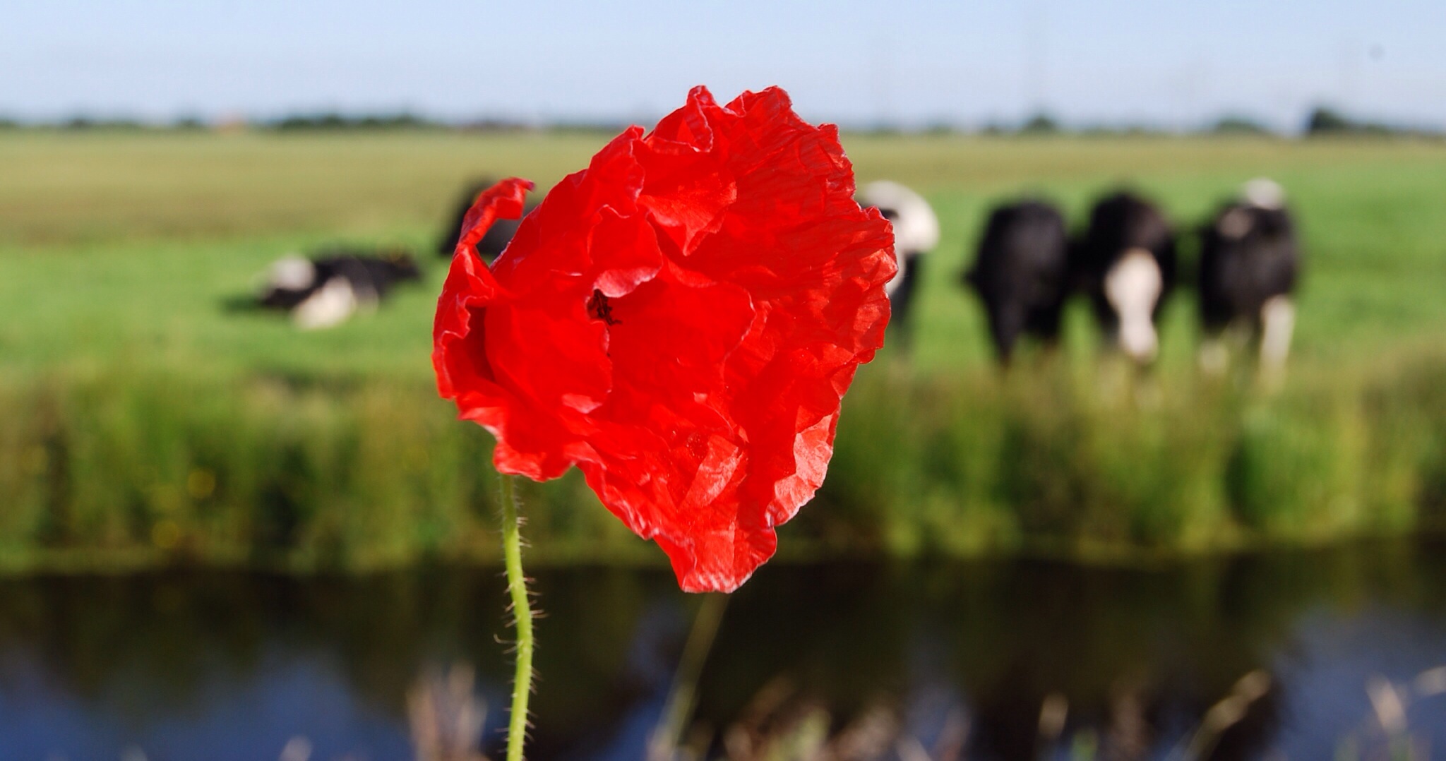 Klaproos in de polder
