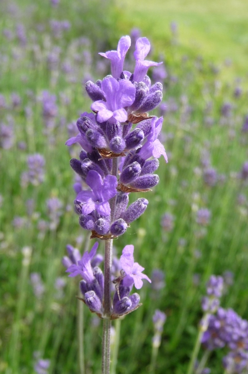 Lavendel