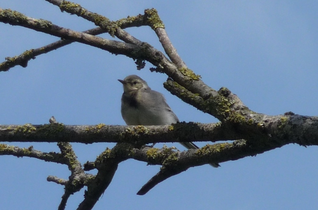 Jonge witte kwikstaart
