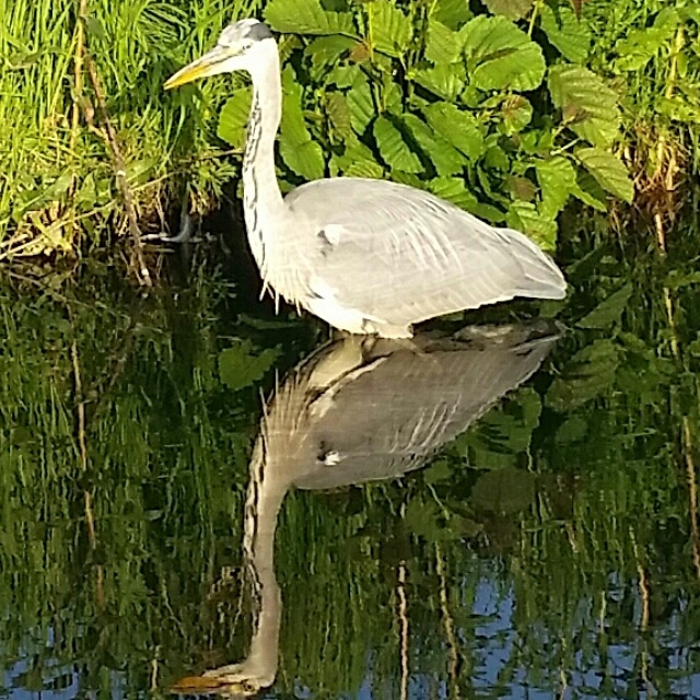 Reiger in het...
