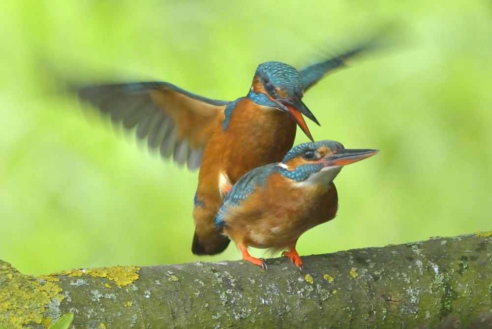 IJsvogel...
