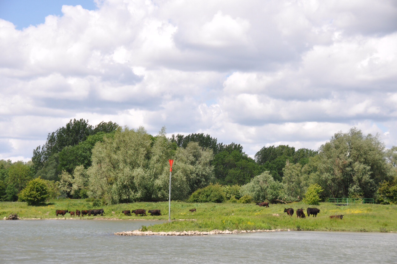 Nederrijn