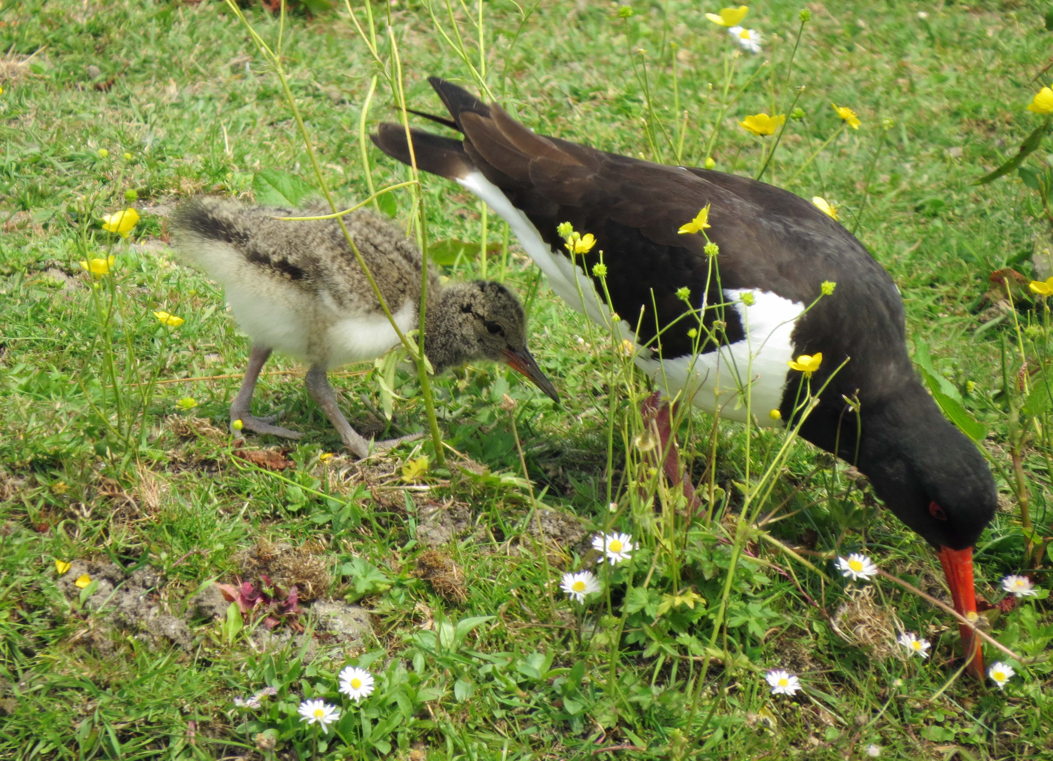 Scholekster met jong (2)