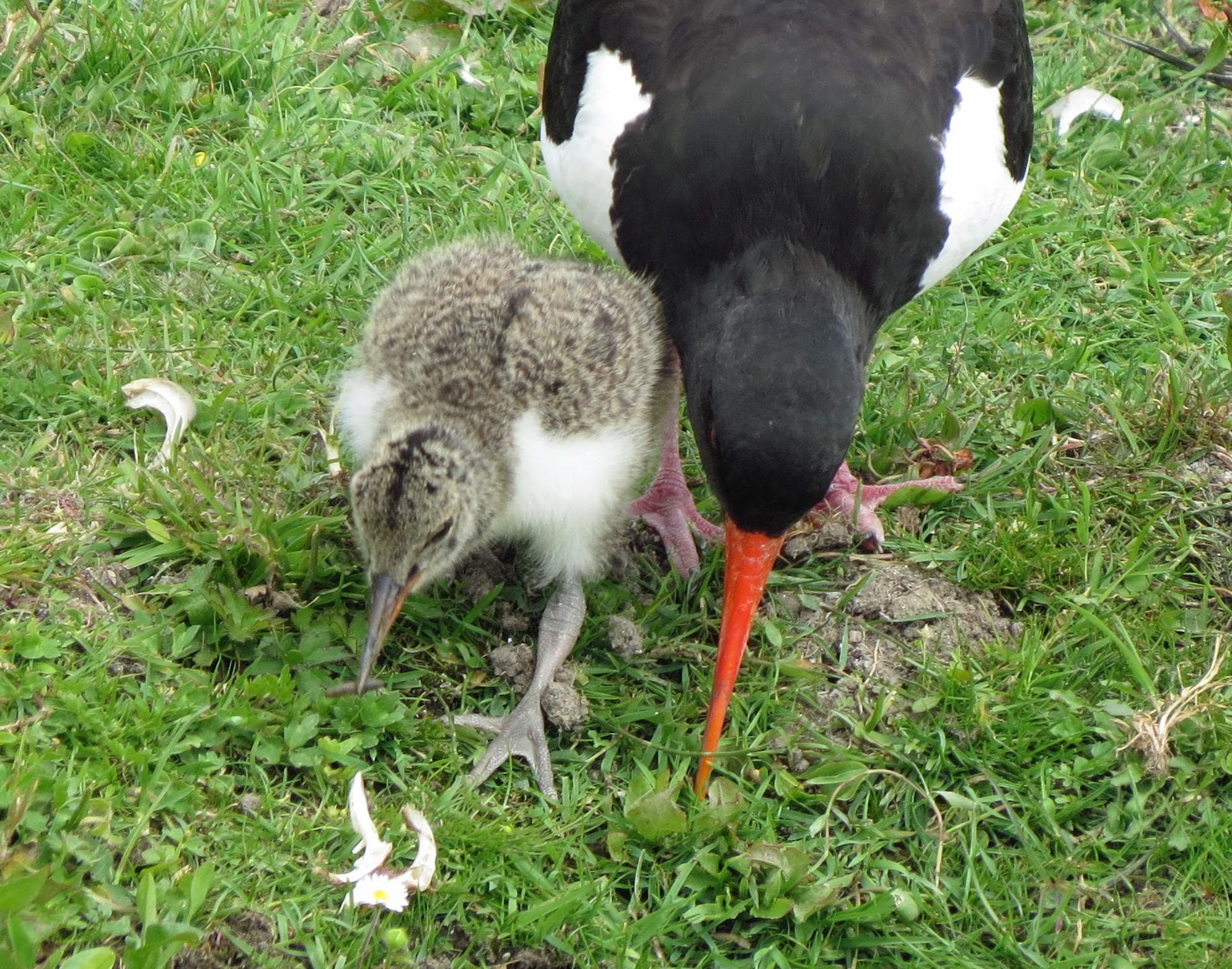 Scholekster met jong (1)