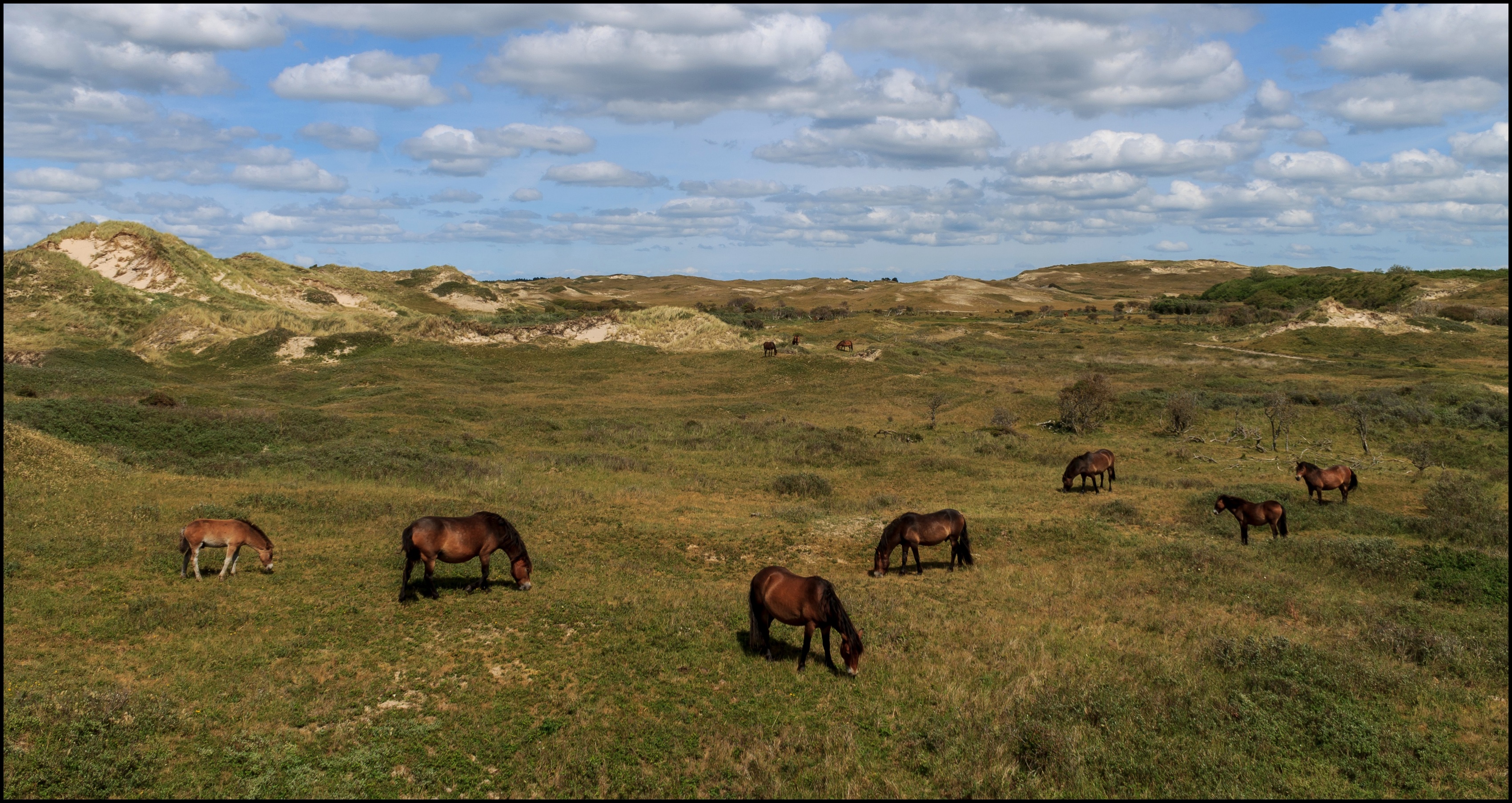 Paarden in de duinen.