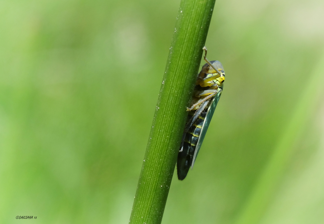 Groene rietcicade