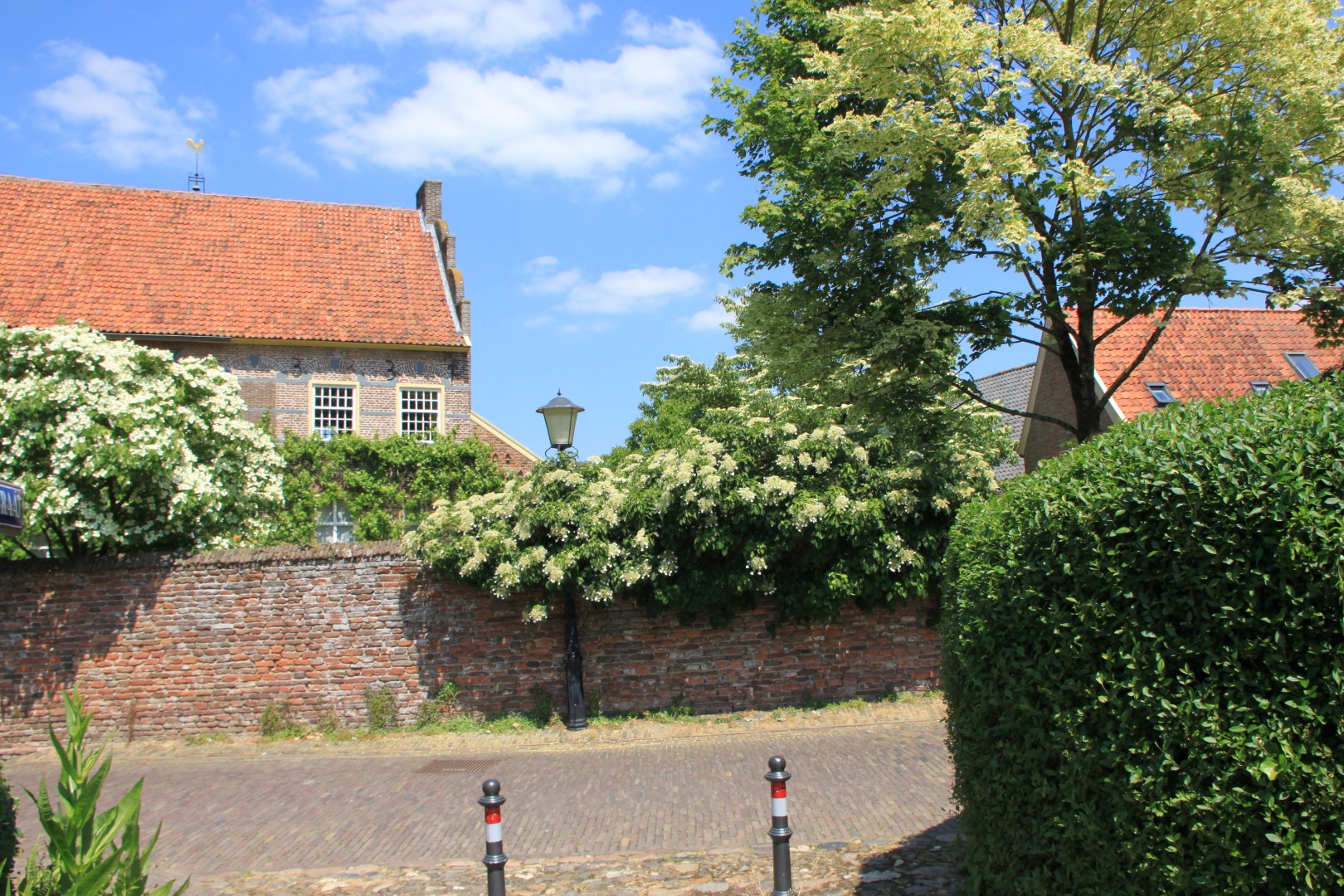 Bloeiende struiken en bomen