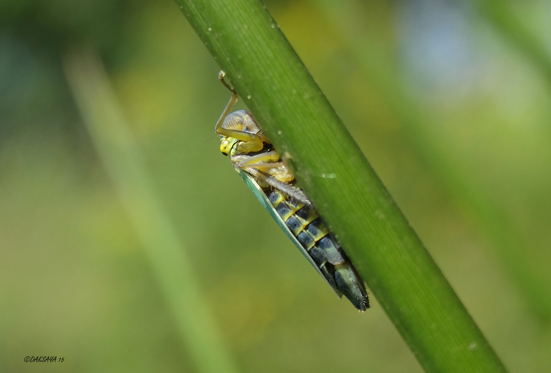 Groene rietcicade