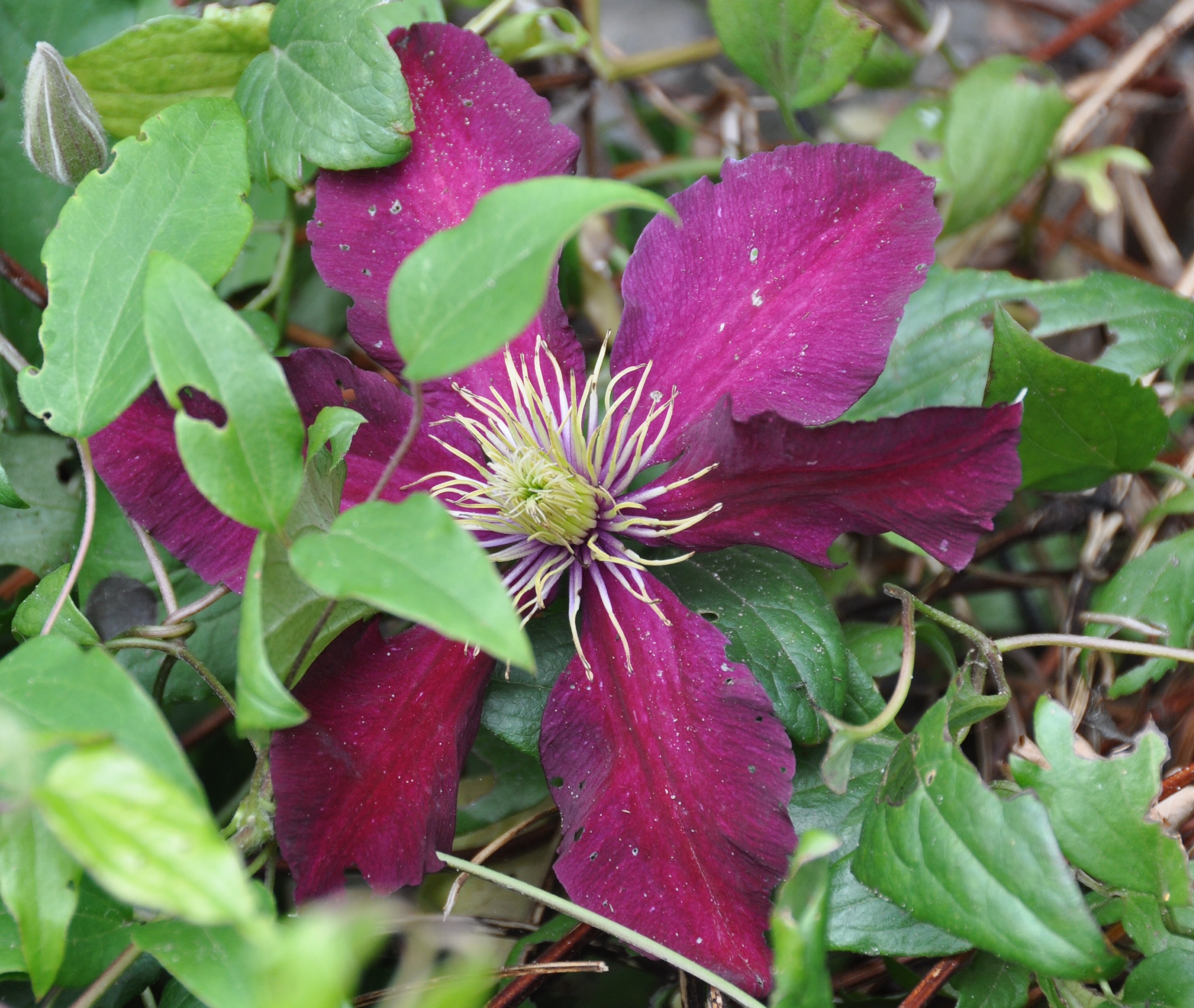 Paarse clematis