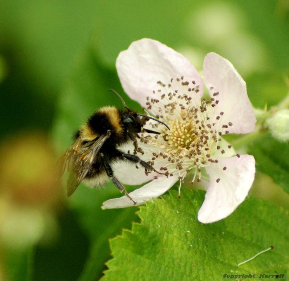 hommel op bramenbloesem