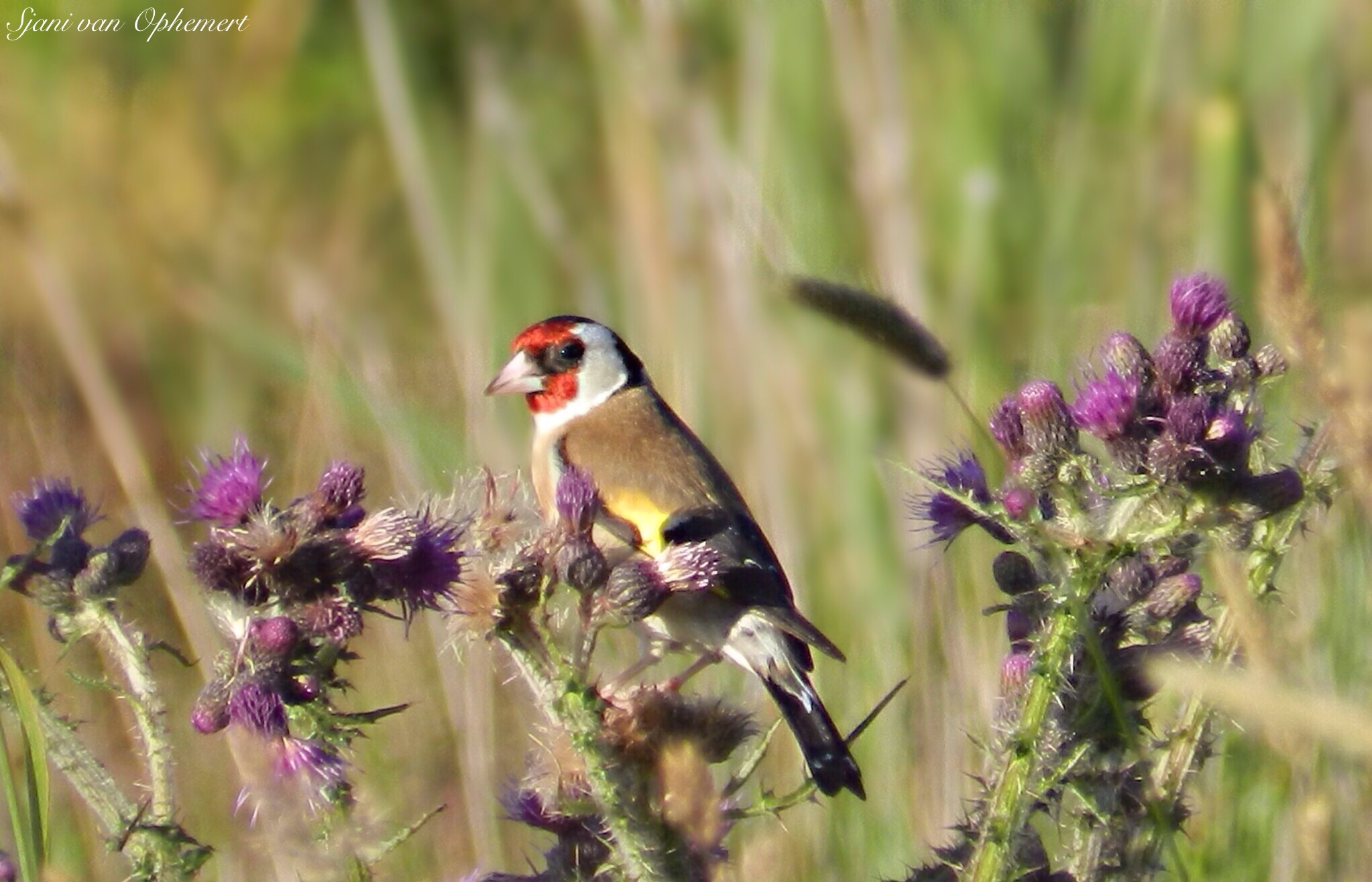 Distelvlinder op Kale Jonker