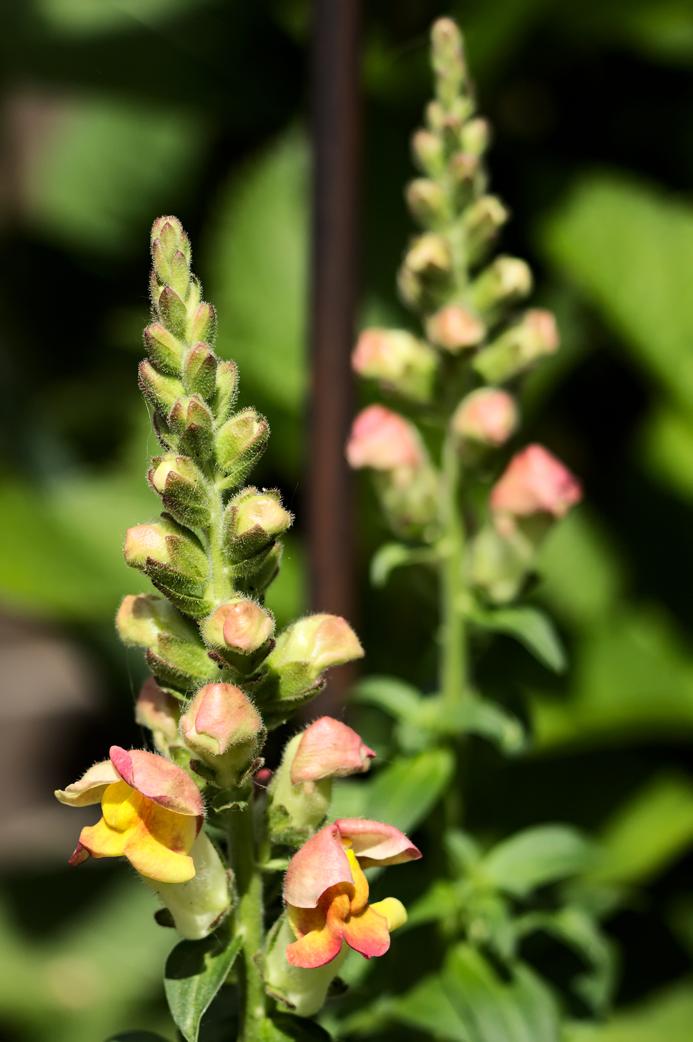 Antirrhinum