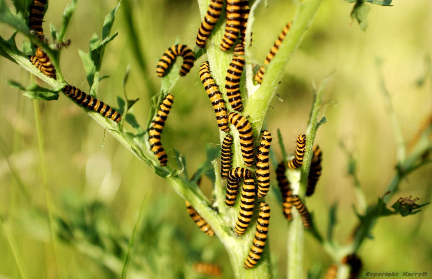 rupsen ,st.jacobs vlinder op st.jacobs kruiskruid
