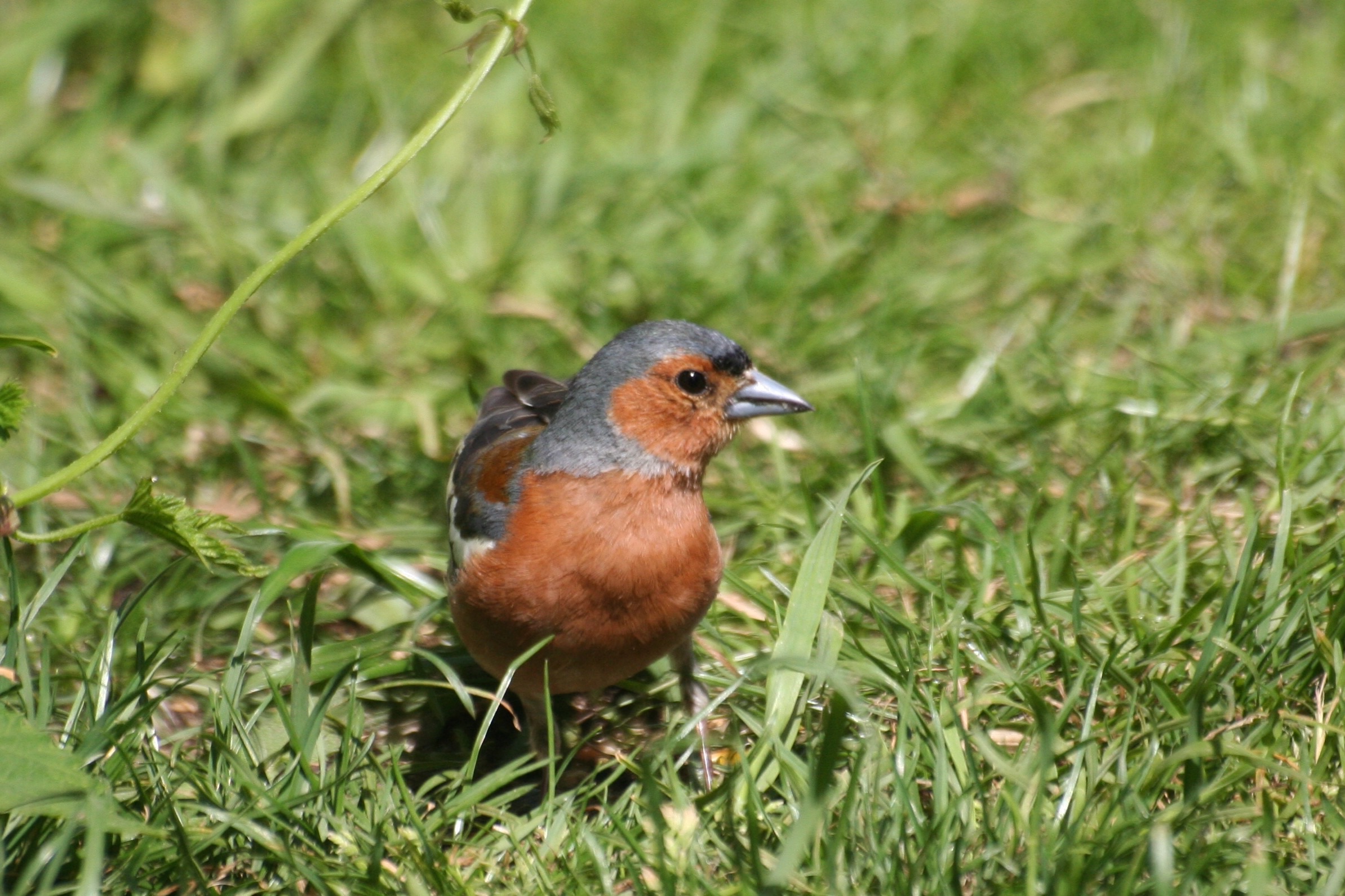 Vink