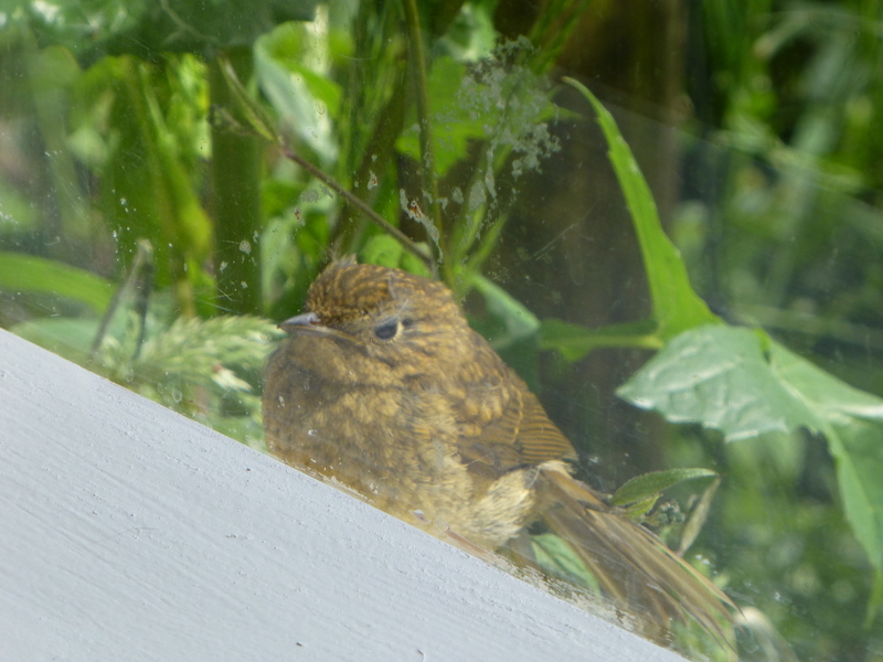 Welke jonge vogel is dit