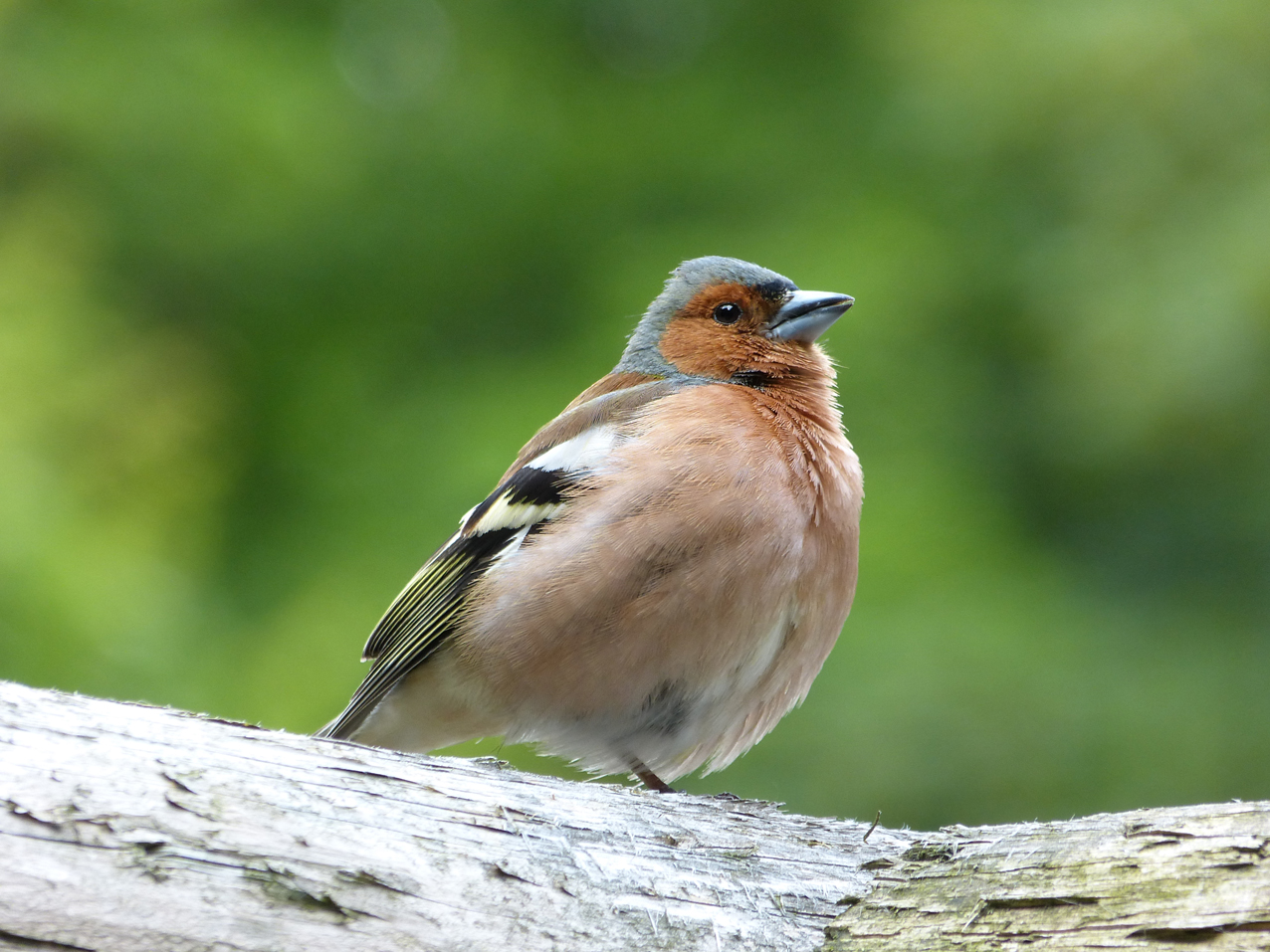 Vink