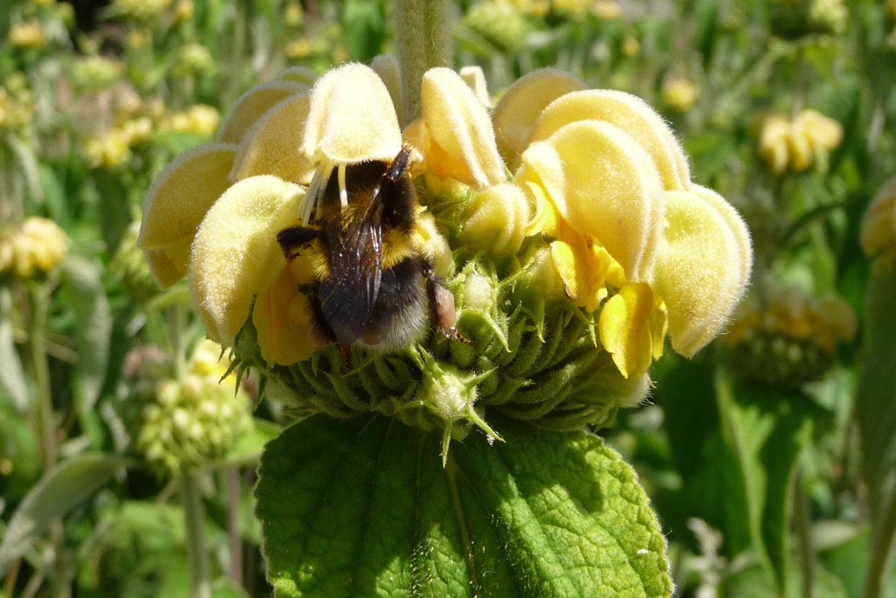 Hommel
