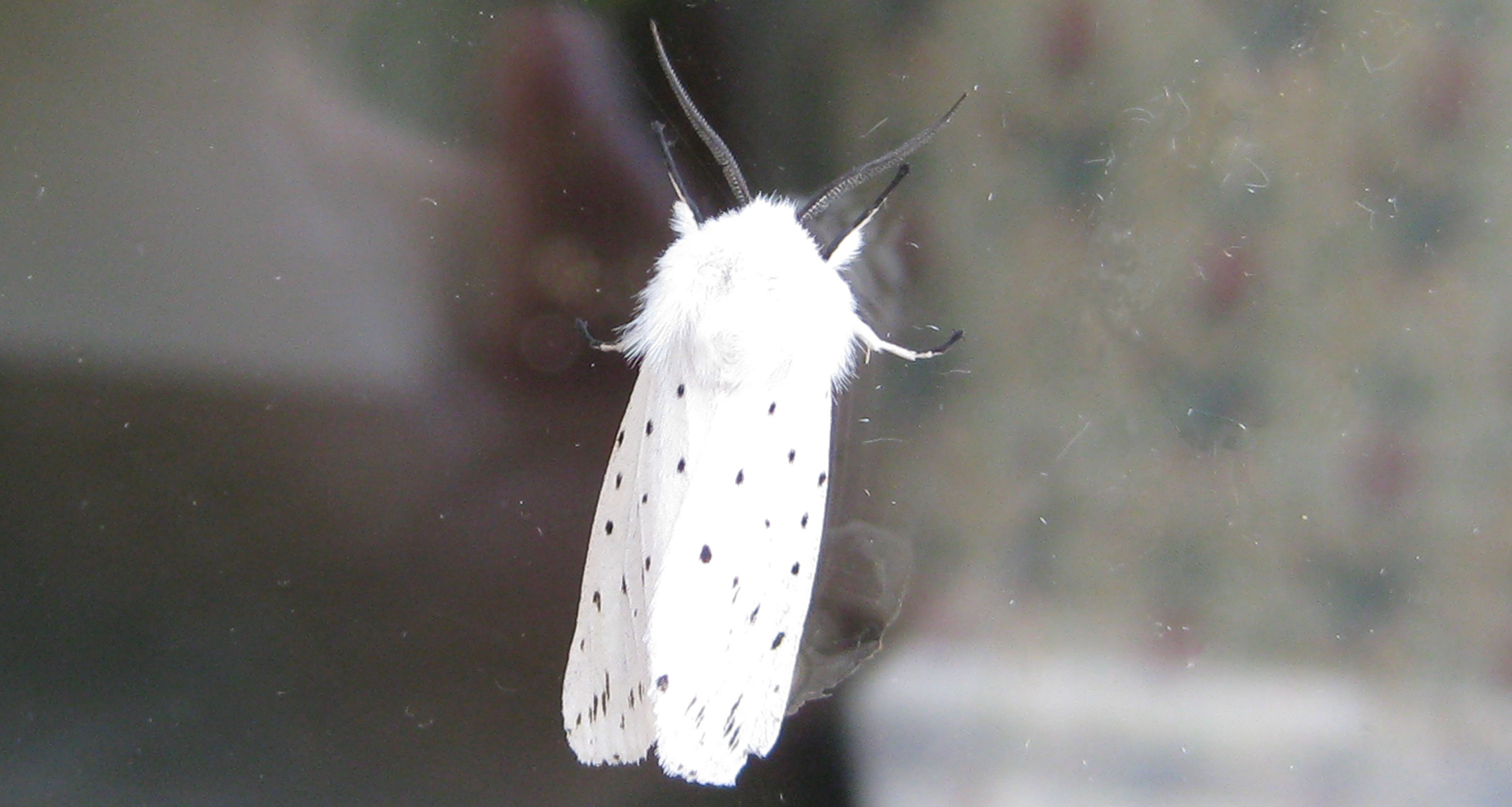 Gardensafari Witte Tijger