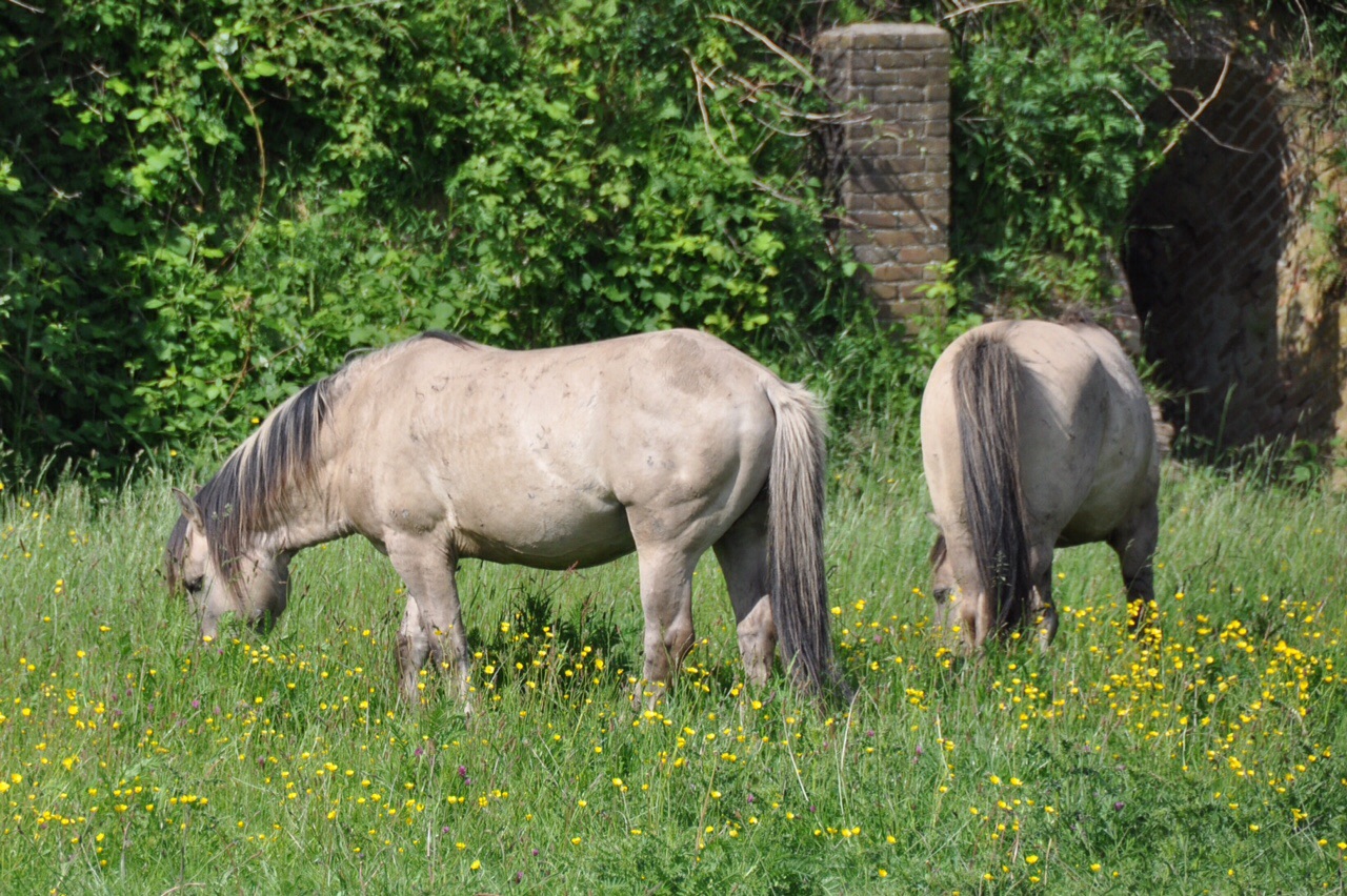 Konikpaarden