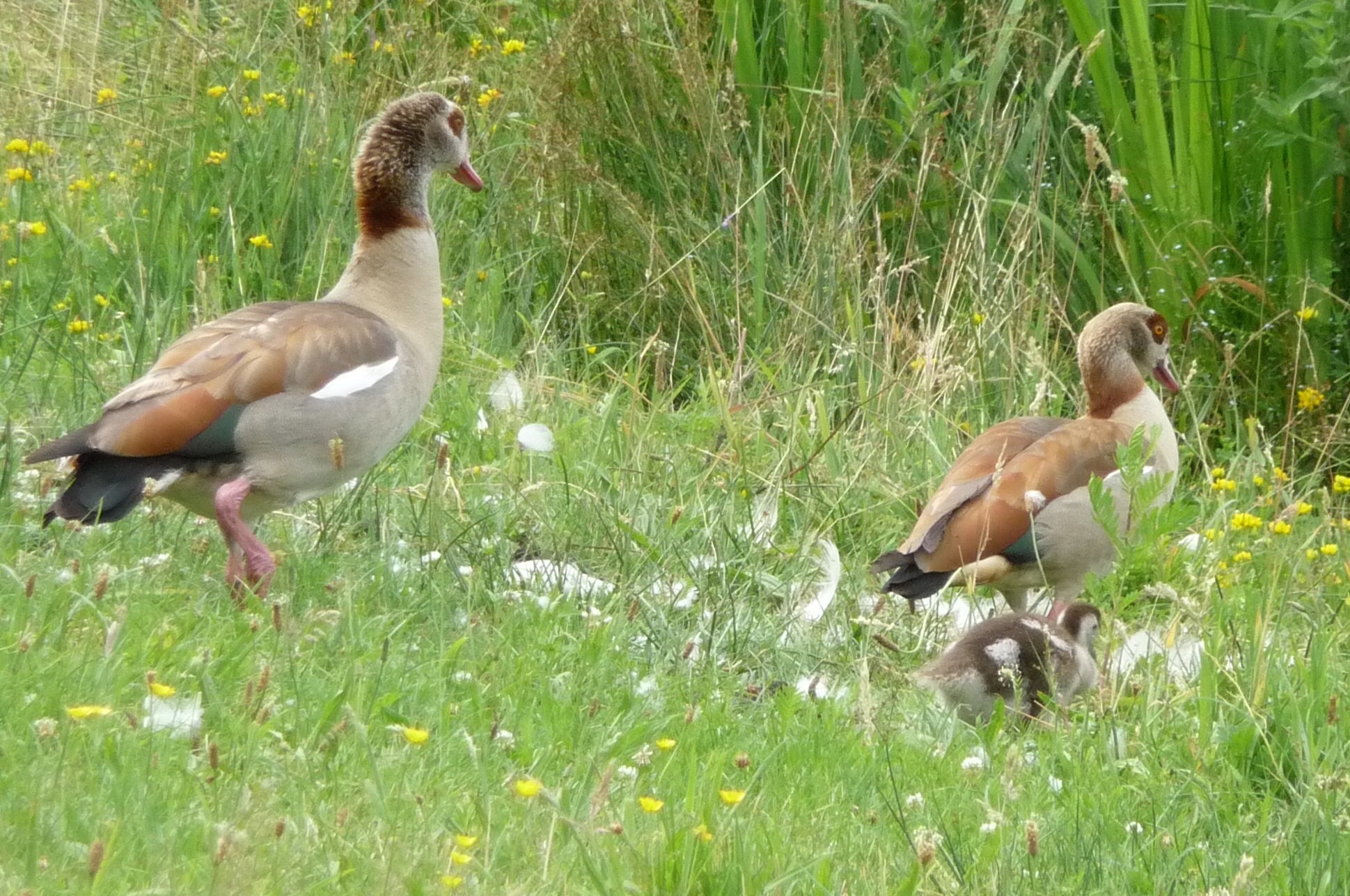 Nijlganzen met kleintje