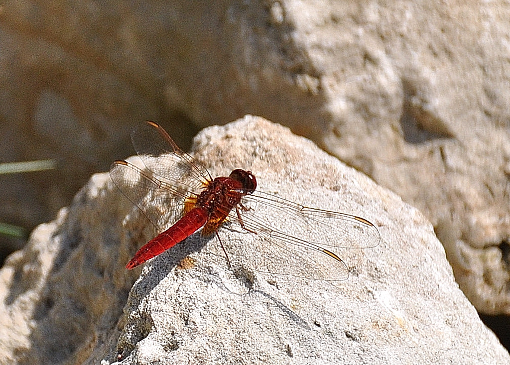 Vuurlibel.