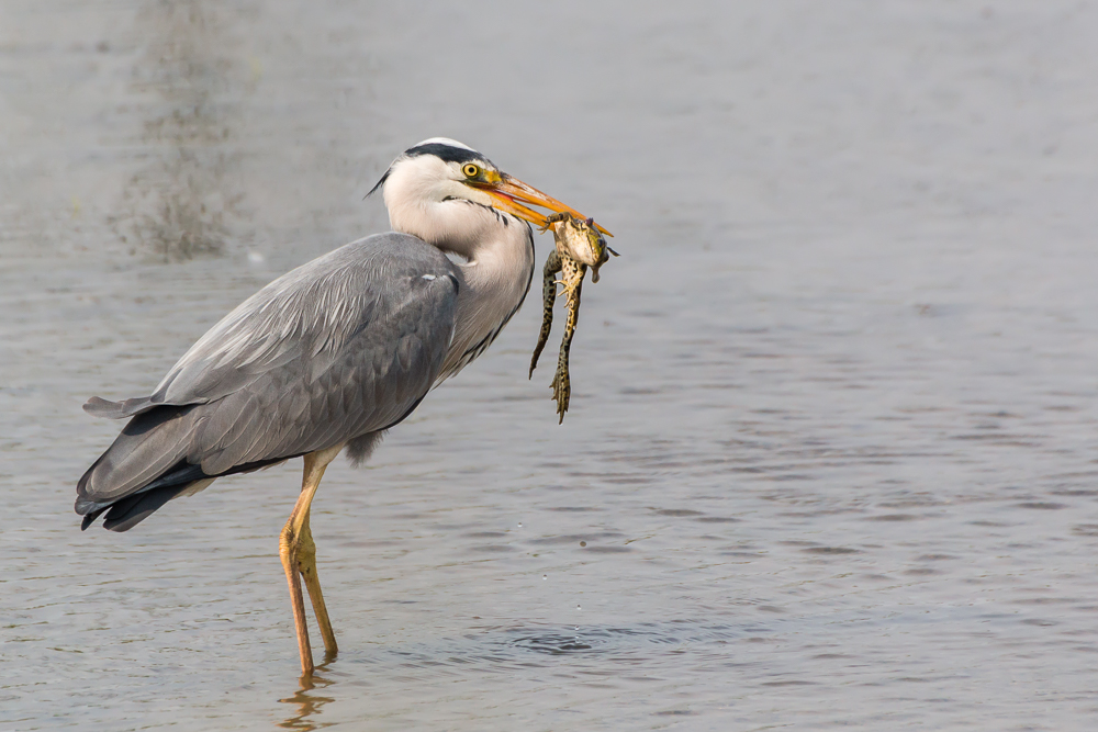 Blauwe reiger