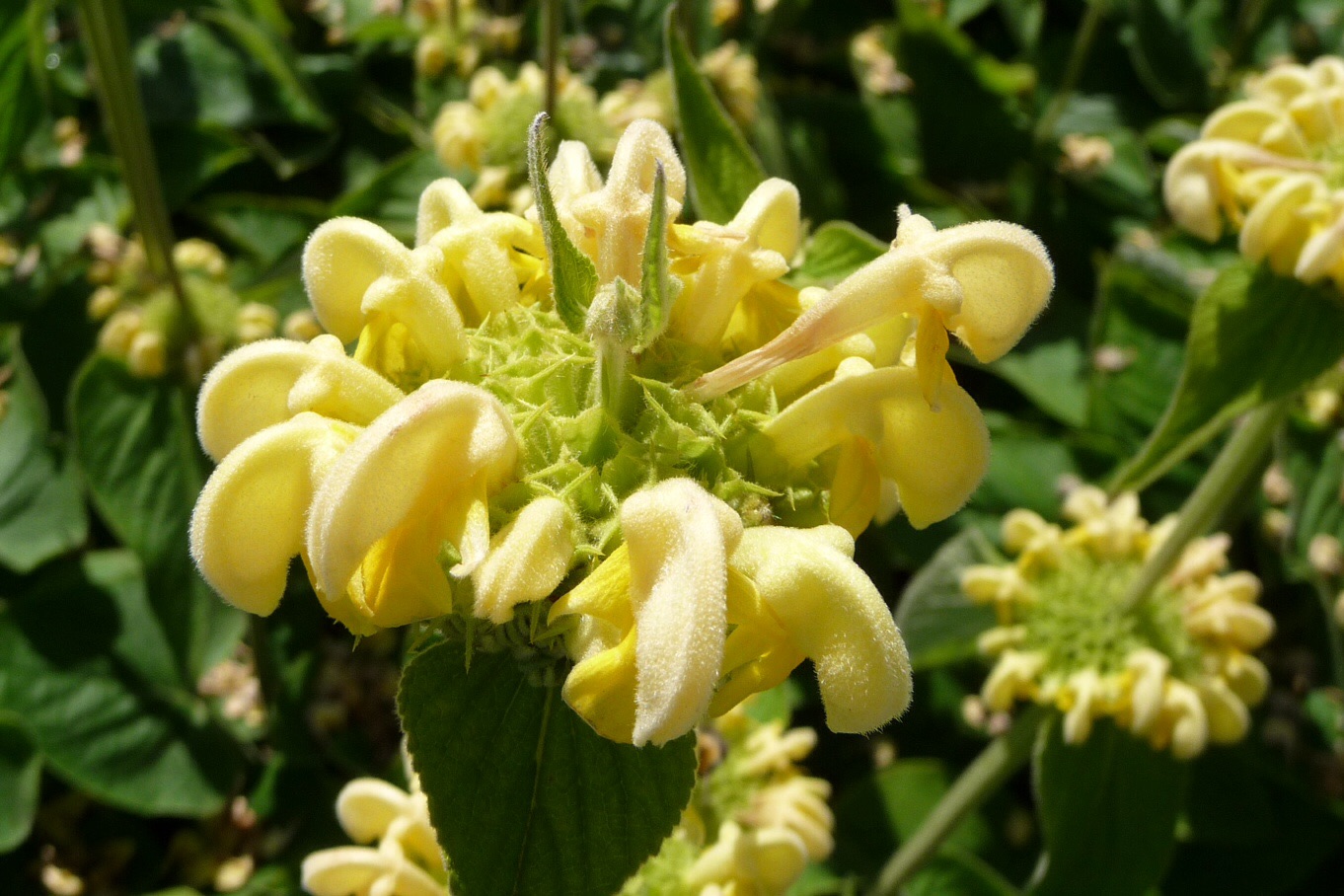 Phlomis