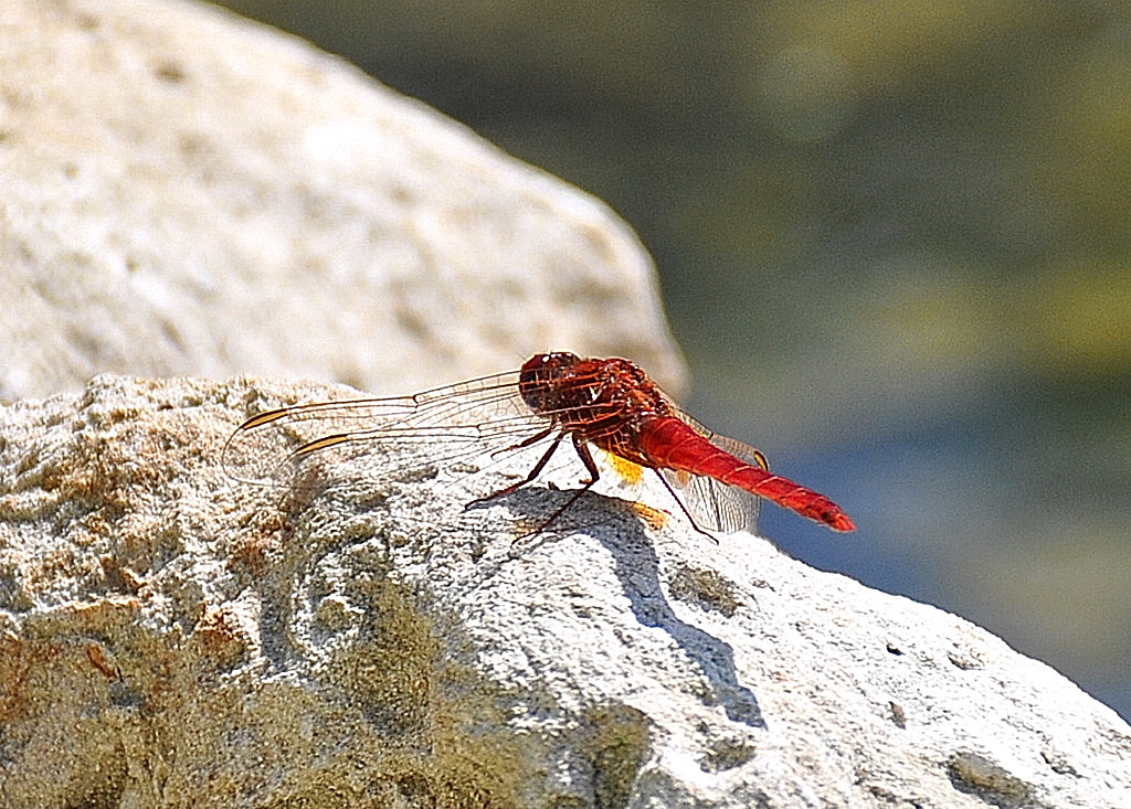 Vuurlibel.