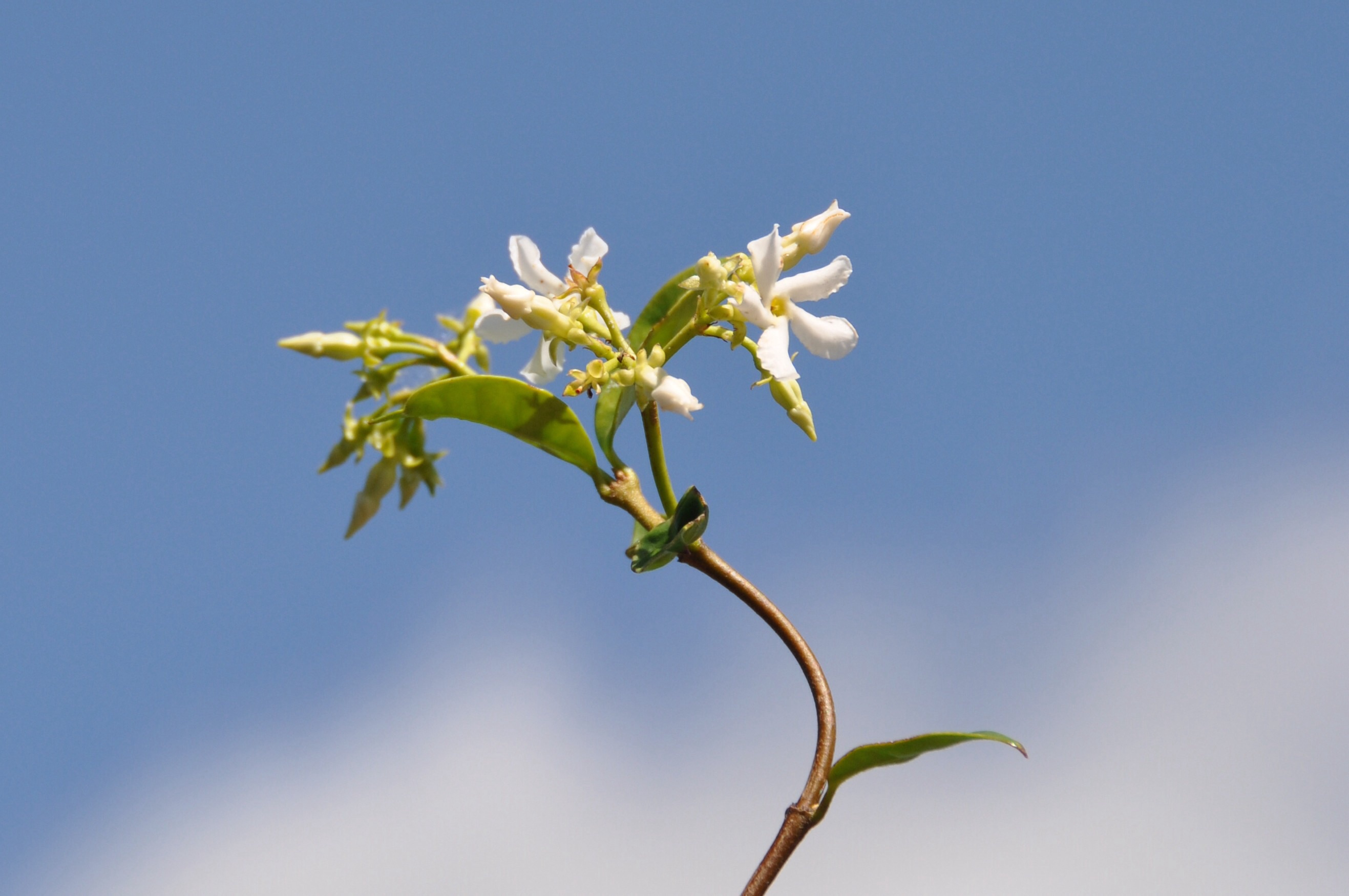 Australische Jasmijn