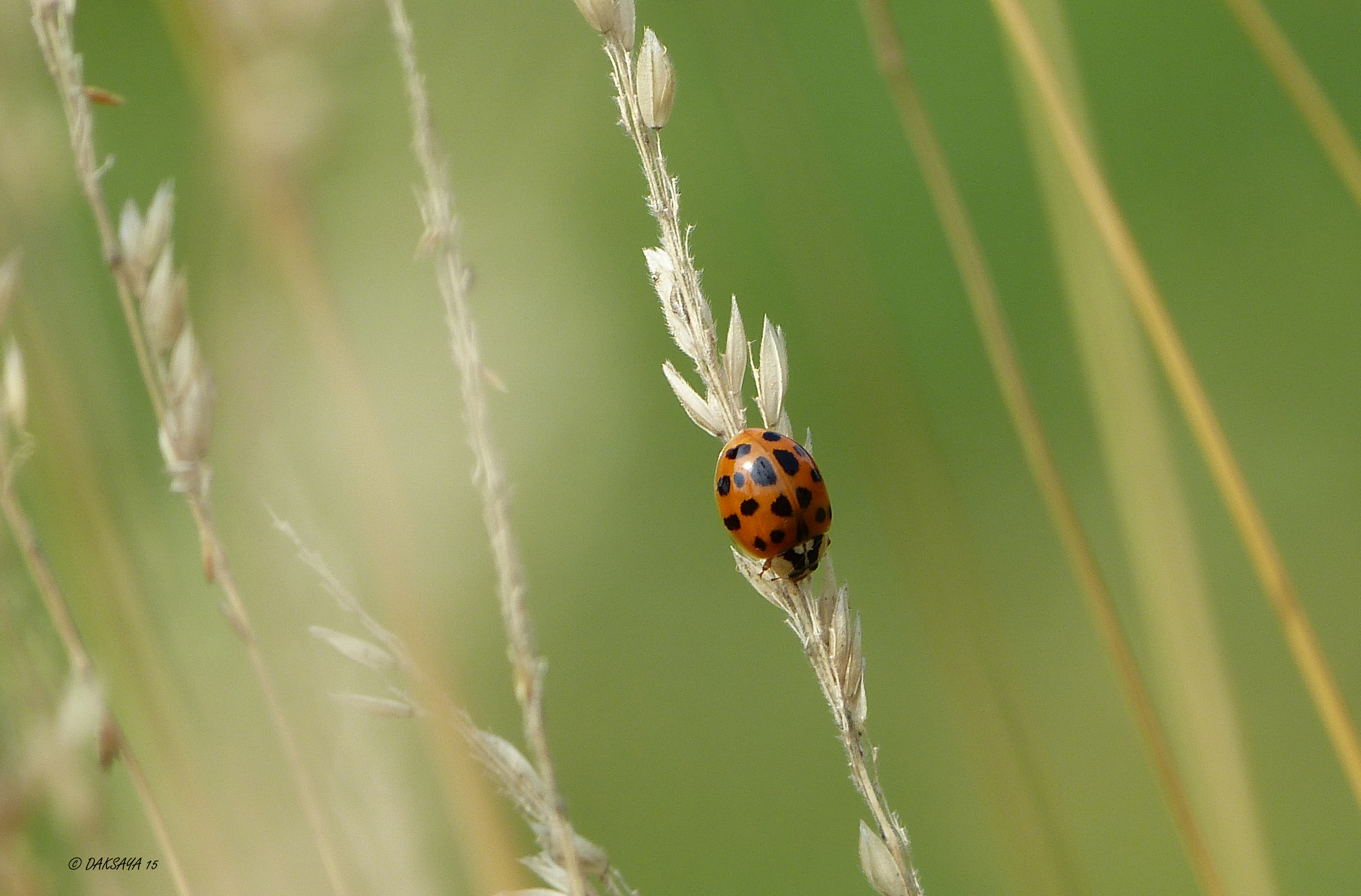 Wiegend in de zon