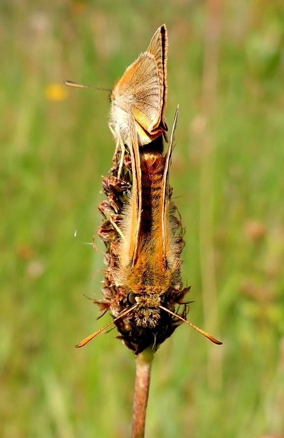 dikkopjes in love 2e