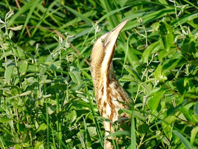 Roerdomp