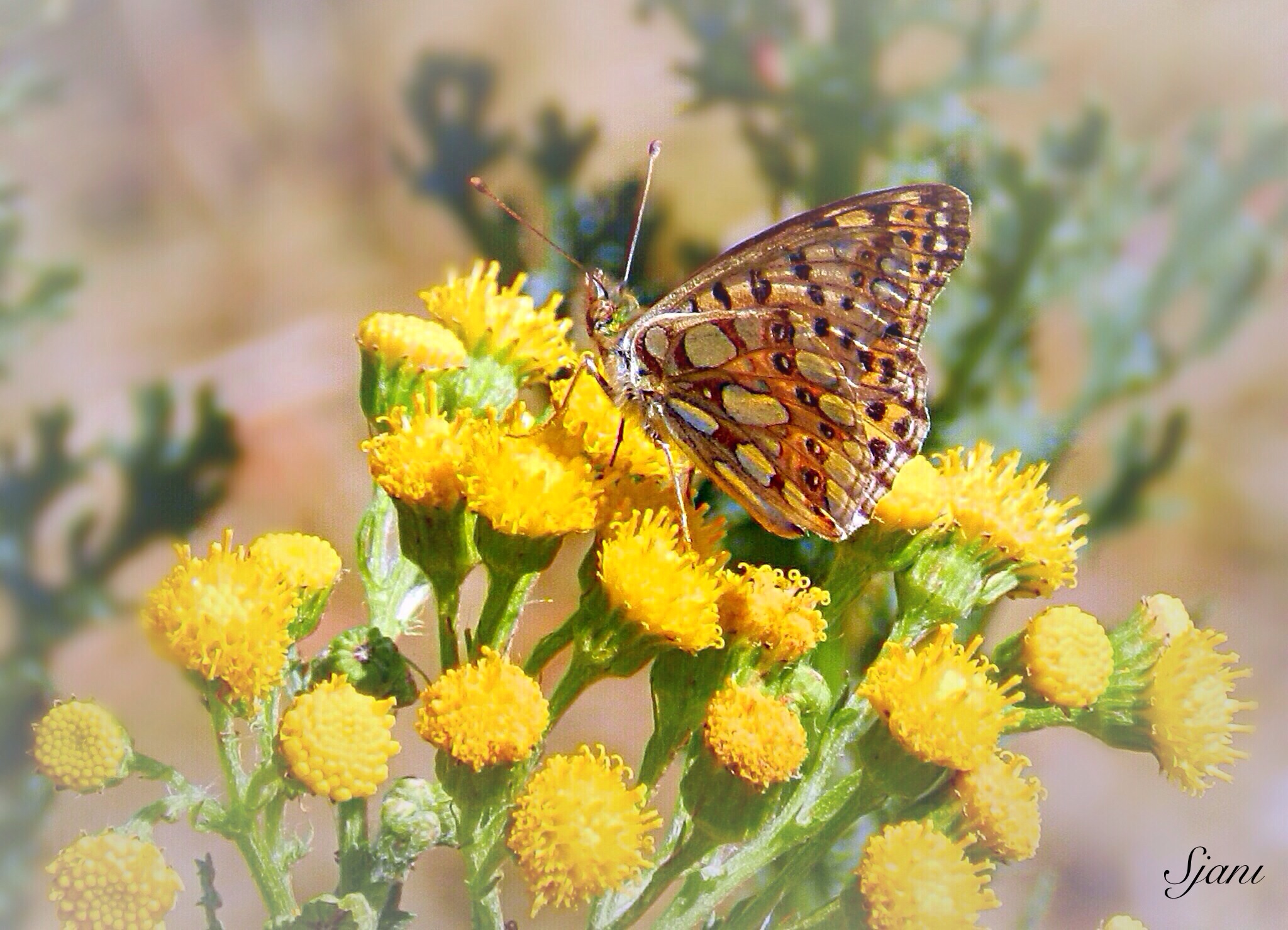 Kleine Parelmoervlinder