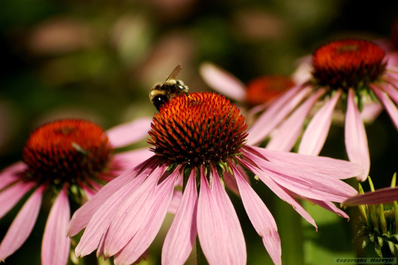 hommel op bloem (Echinacea purpurea)