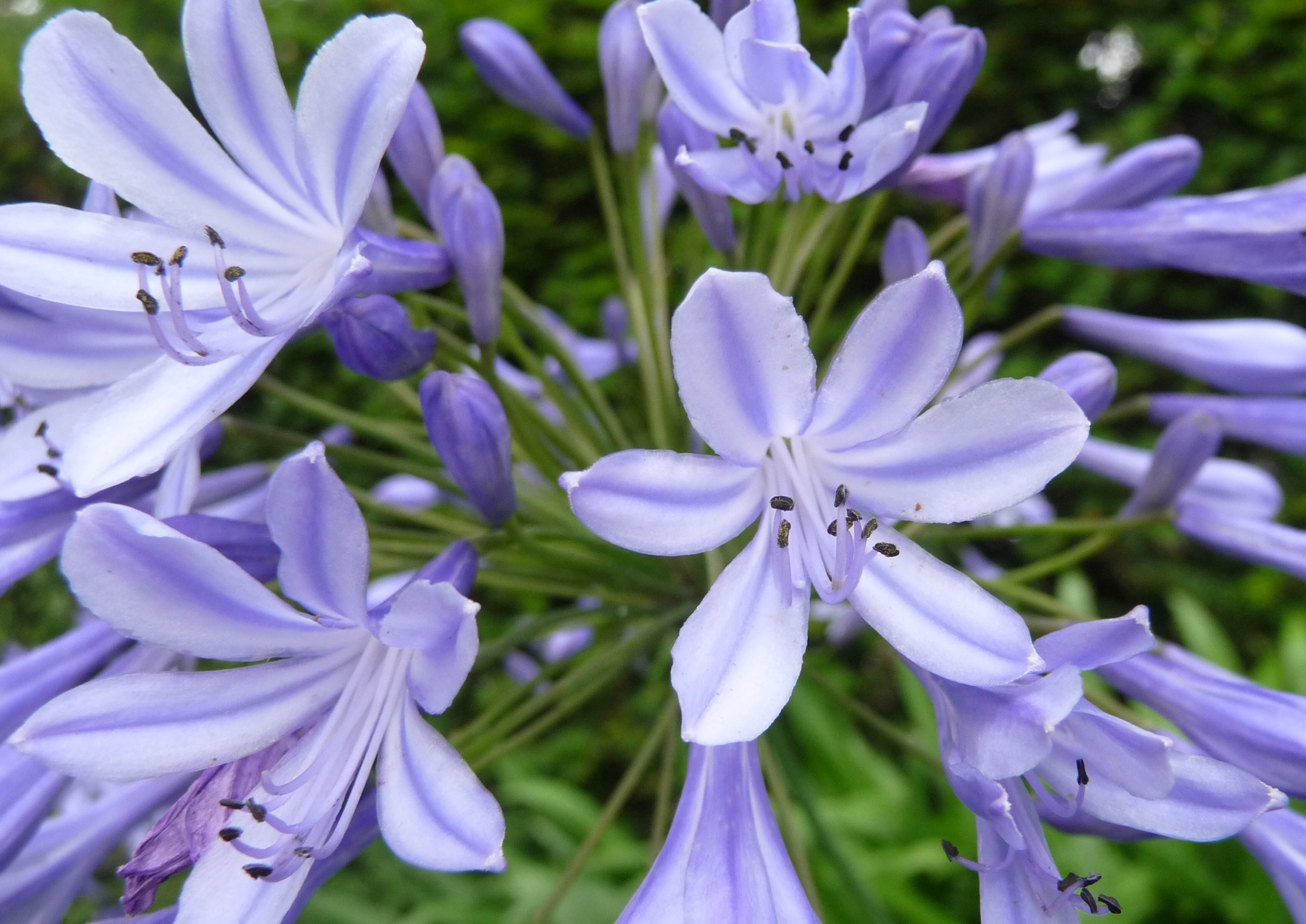 Agapanthus