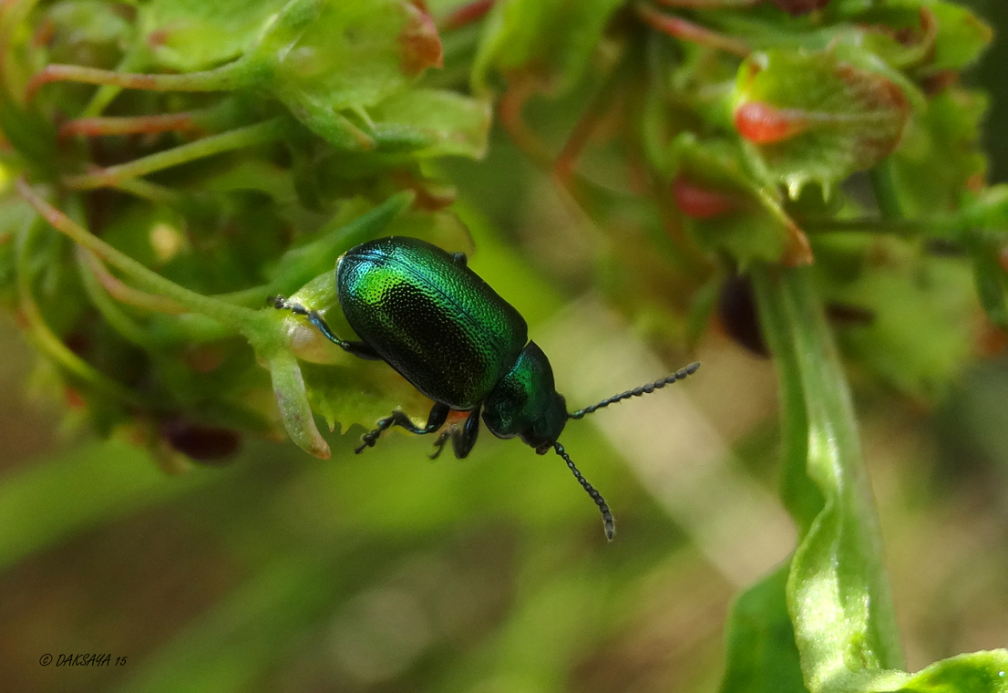 Groen zuringhaantje