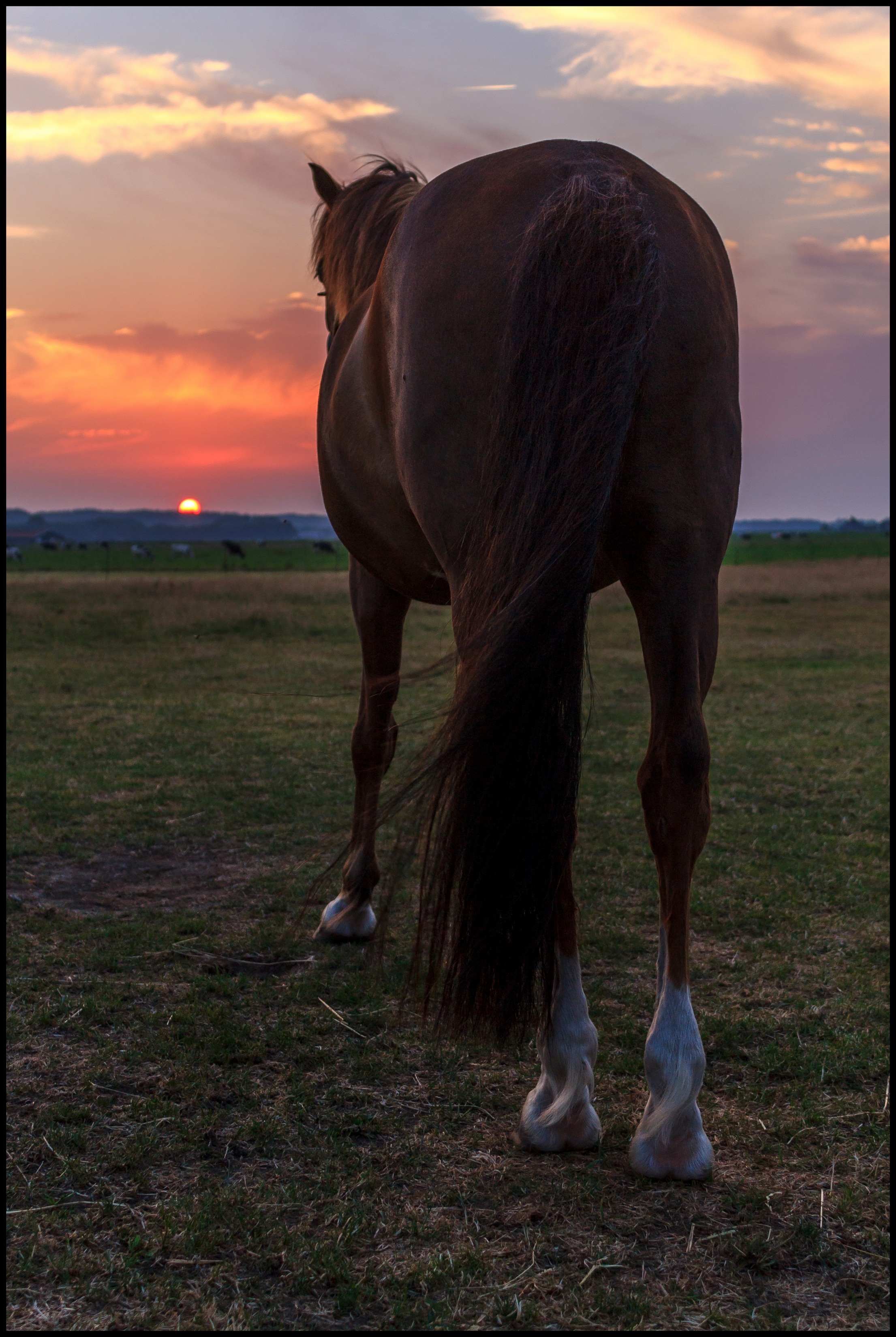 Paard geniet van de zonsondergang.