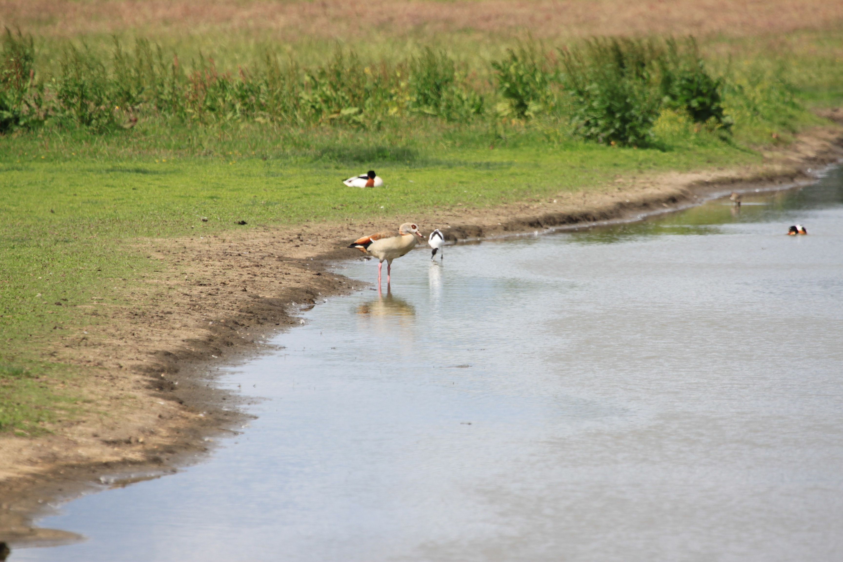 Nijlgans,Kluut enBergeend