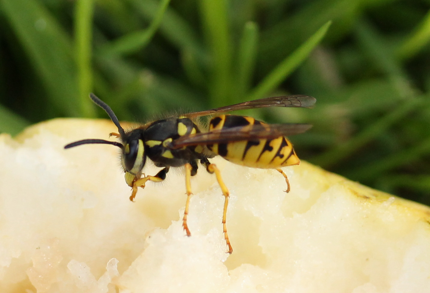 Om je pootjes bij af te likken