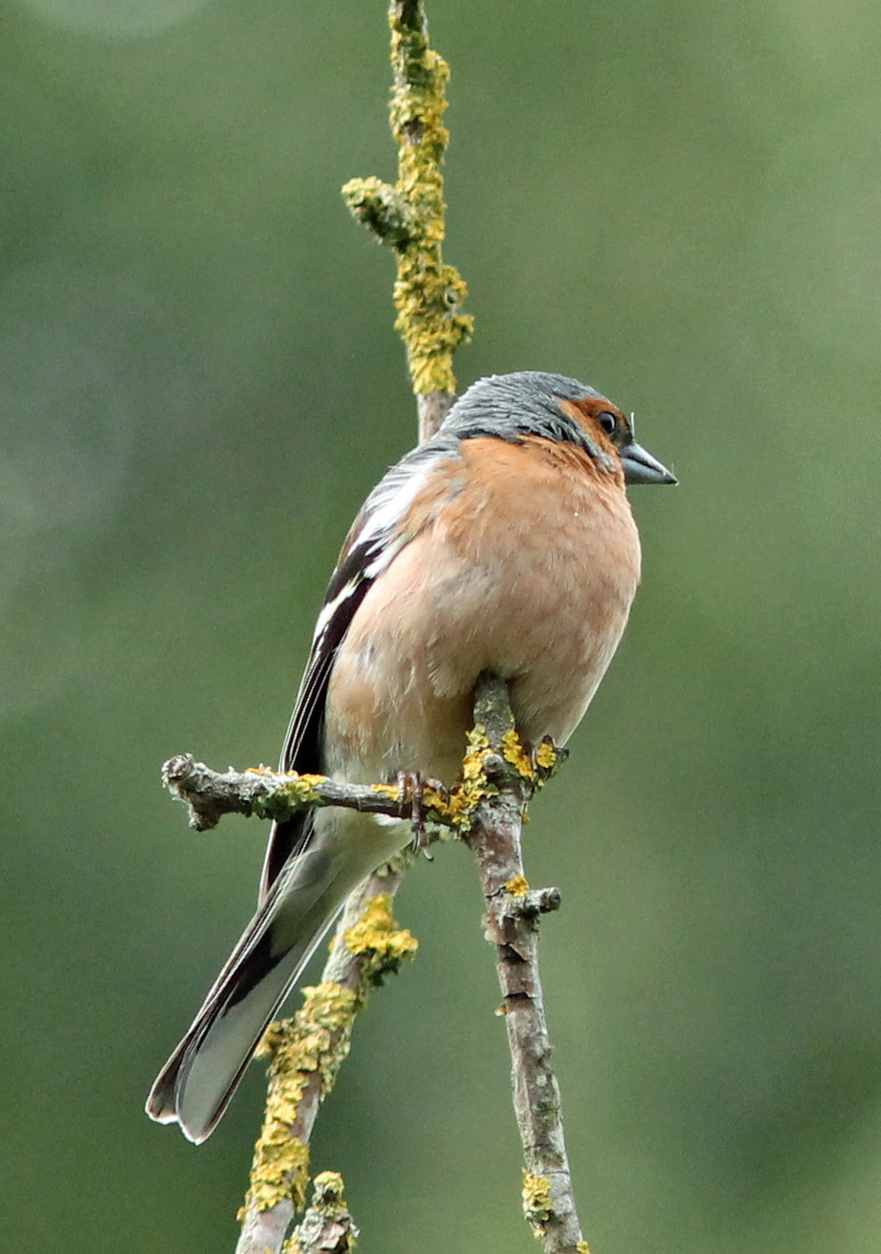 Gespieste vink