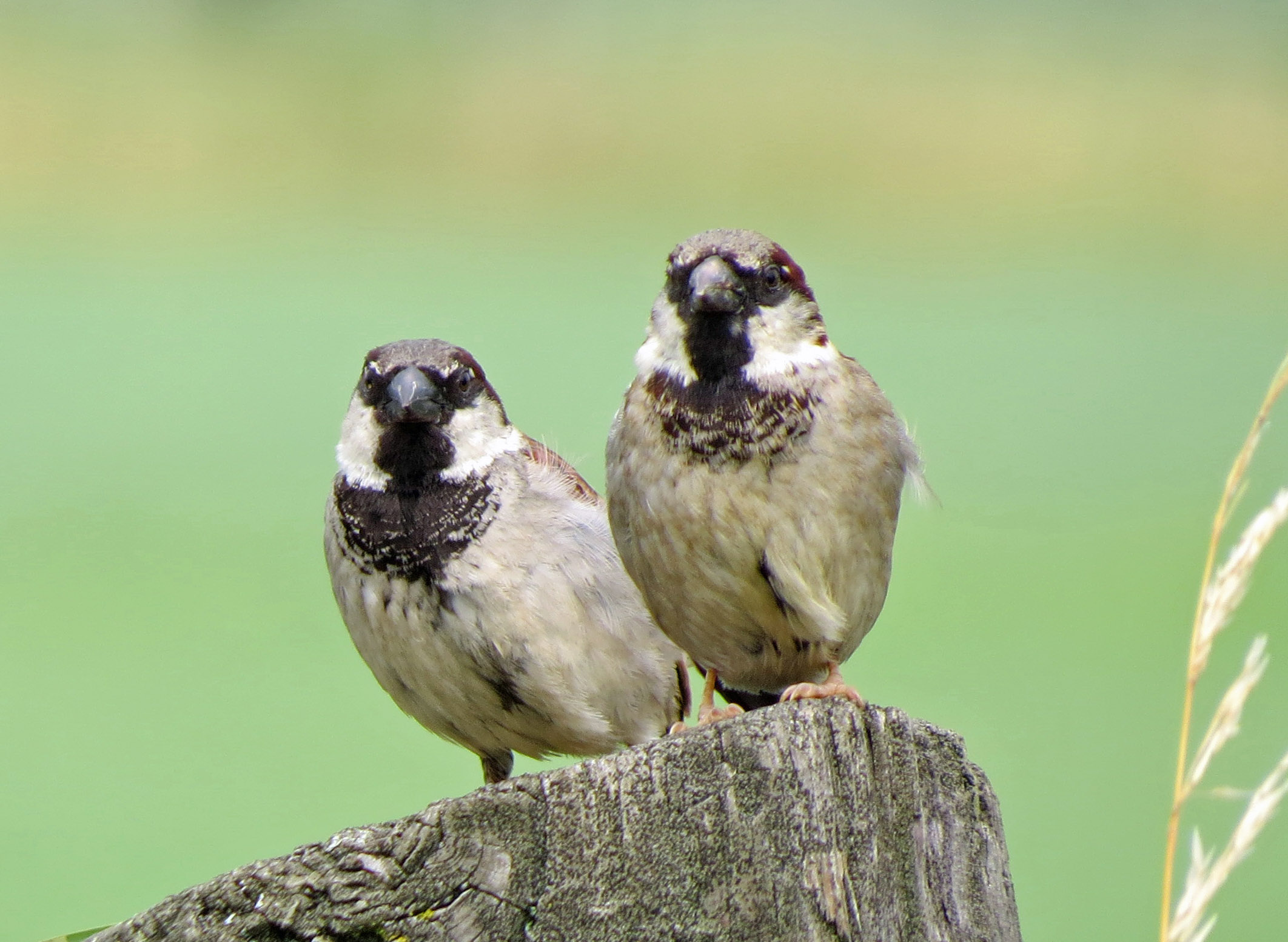 De gebroeders huismus