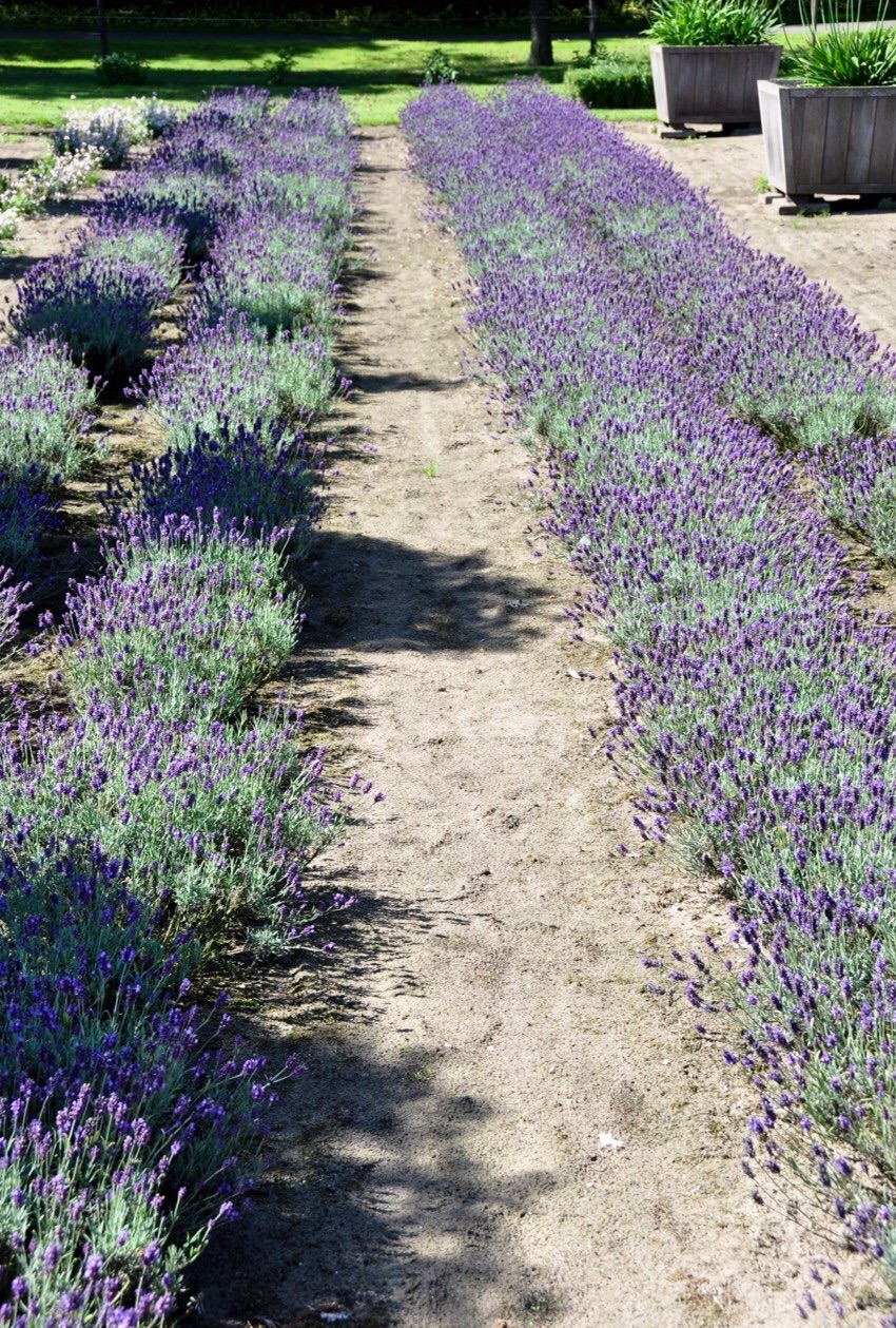 Lavendel