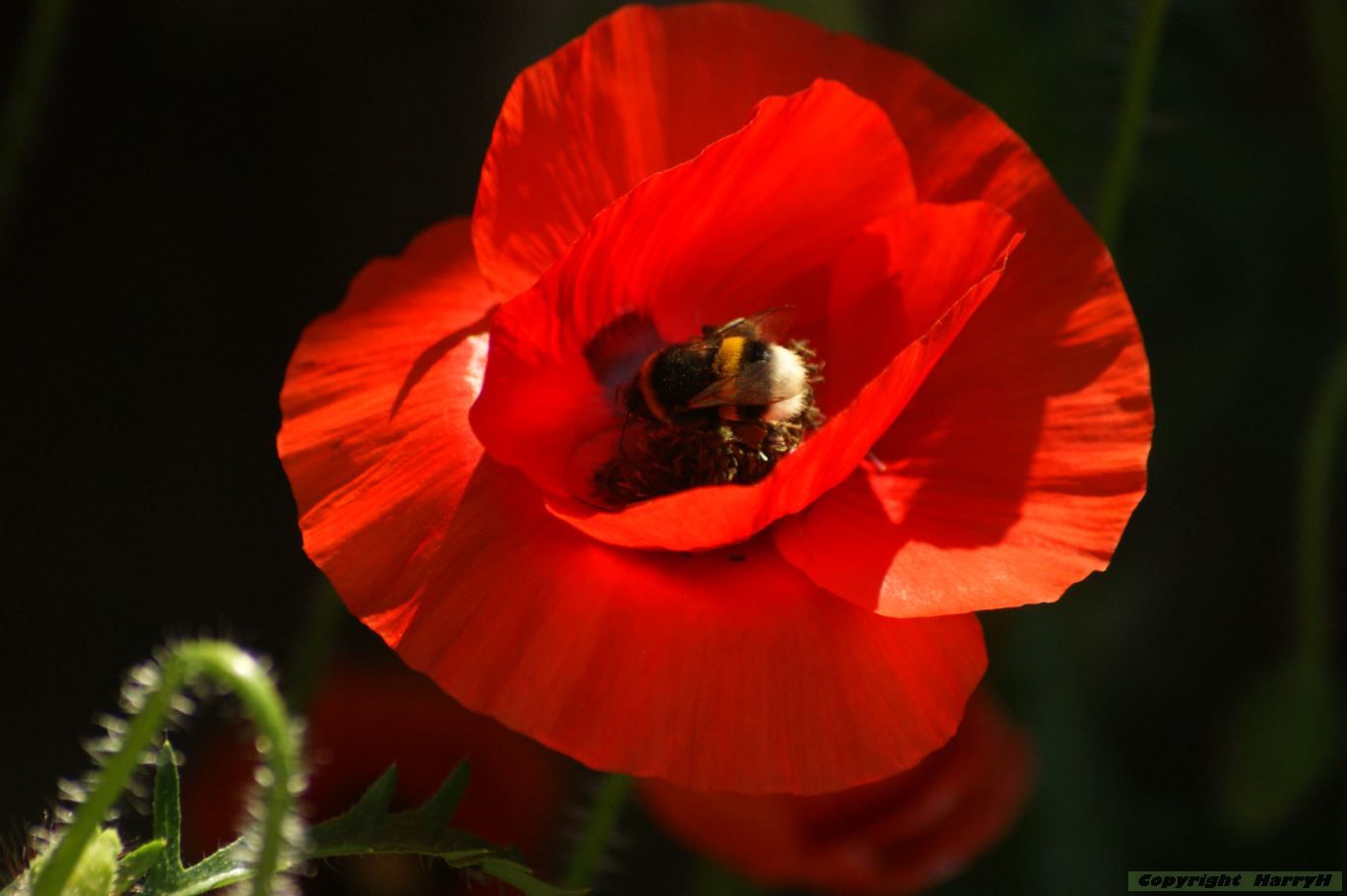 klaproos met bezoeker
